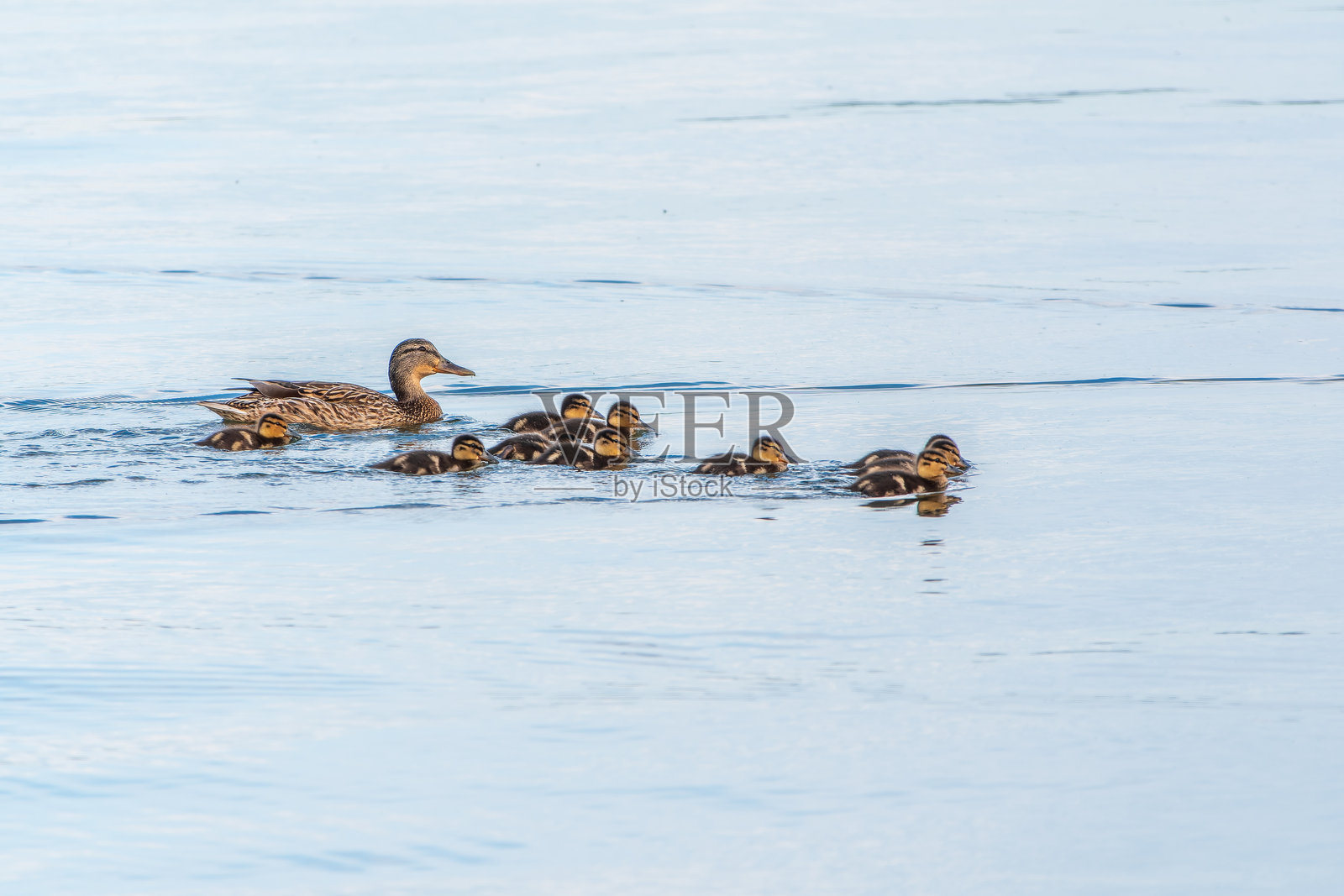 一群鸭子，一只母鸭和它的小鸭子们正在水中游泳。母鸭照顾着它的新生小鸭子。绿头鸭，拉丁名：Anas platyrhynchos照片摄影图片