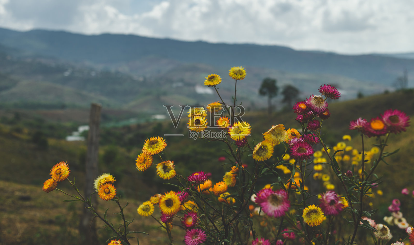 山坡上盛开的野花照片摄影图片