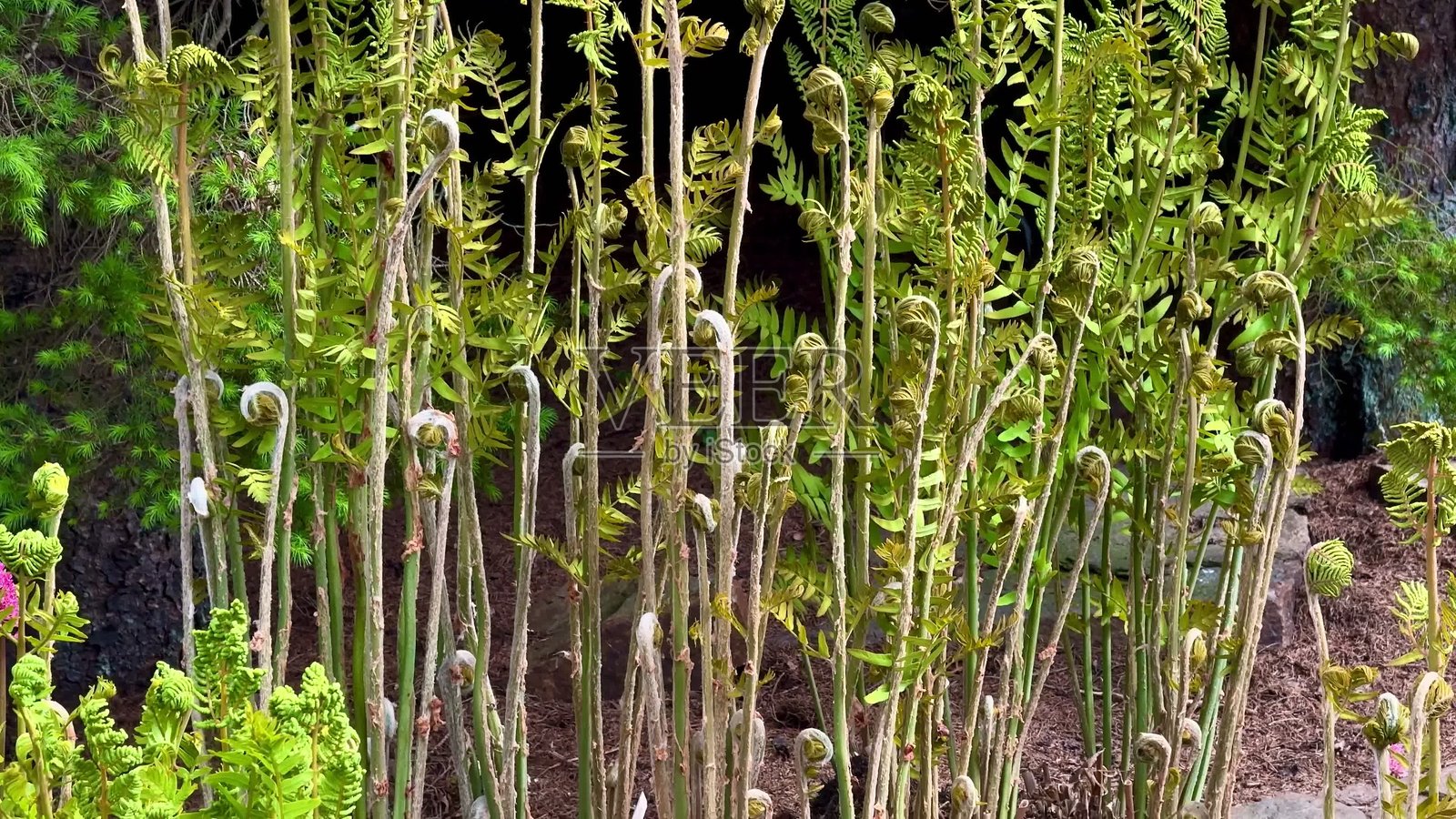 一幅令人惊叹的生机勃勃的蕨类植物和五彩缤纷的花朵在郁郁葱葱的花园场景中展现。照片摄影图片