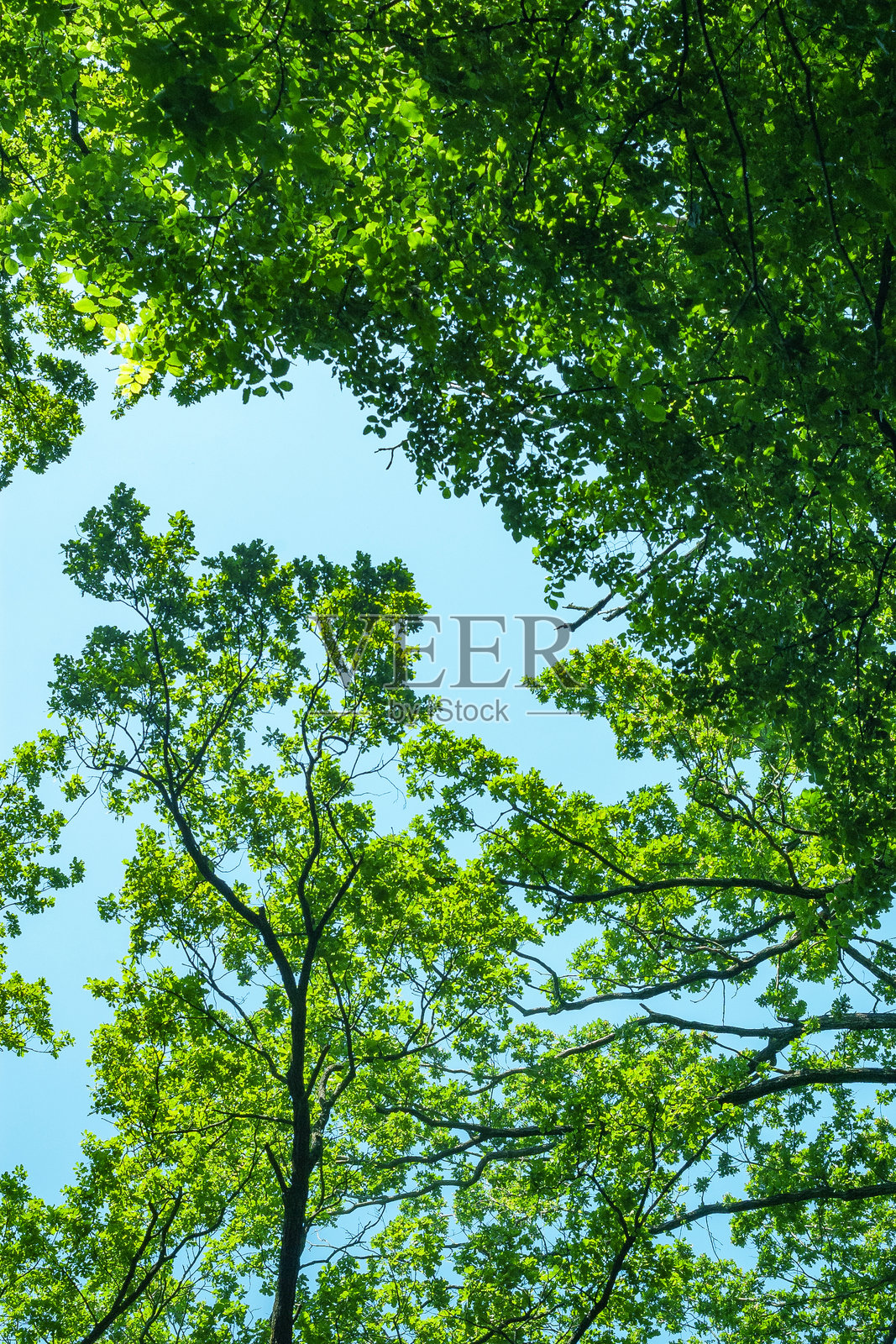 蓝天映衬下高大树木的浓密绿色树冠。抽象自然植物背景照片摄影图片