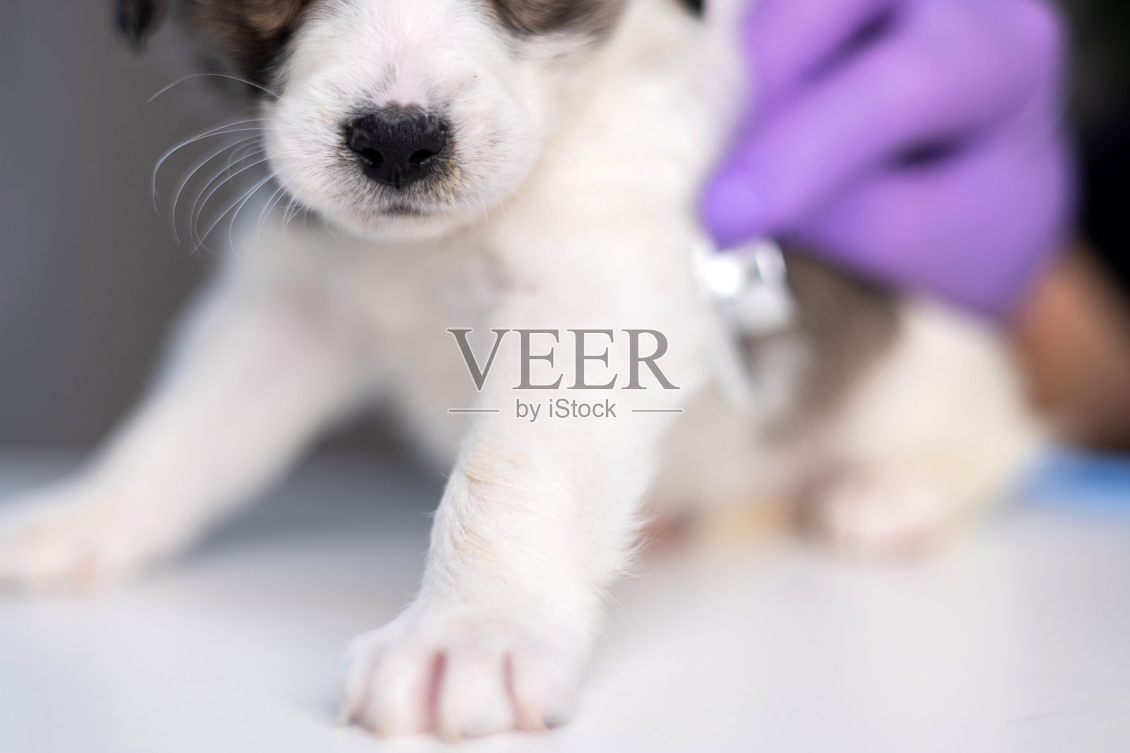 小狗在兽医那里，脖子上挂着听诊器。伤心的狗狗坐在桌子上，脸埋在手掌中，戴着手术手套。小动物进行健康检查和疫苗接种。宠物咬着耳朵尖，旁边有管子。照片摄影图片