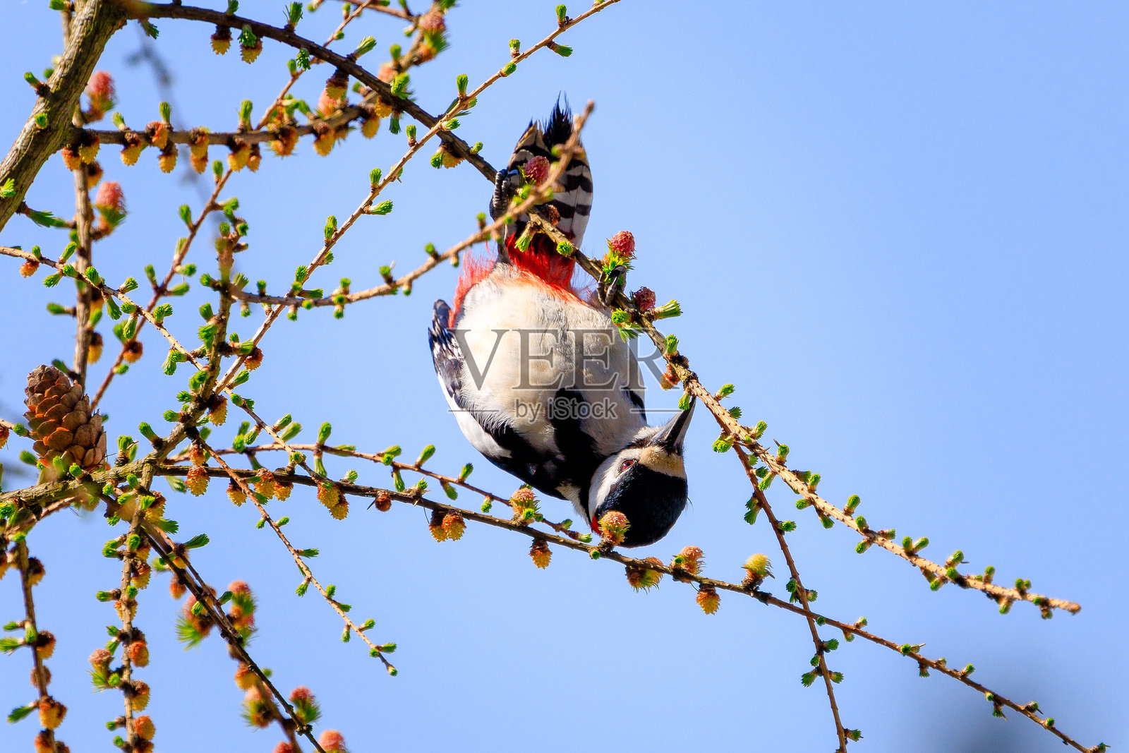 大啄木鸟在吃落叶松的新叶照片摄影图片