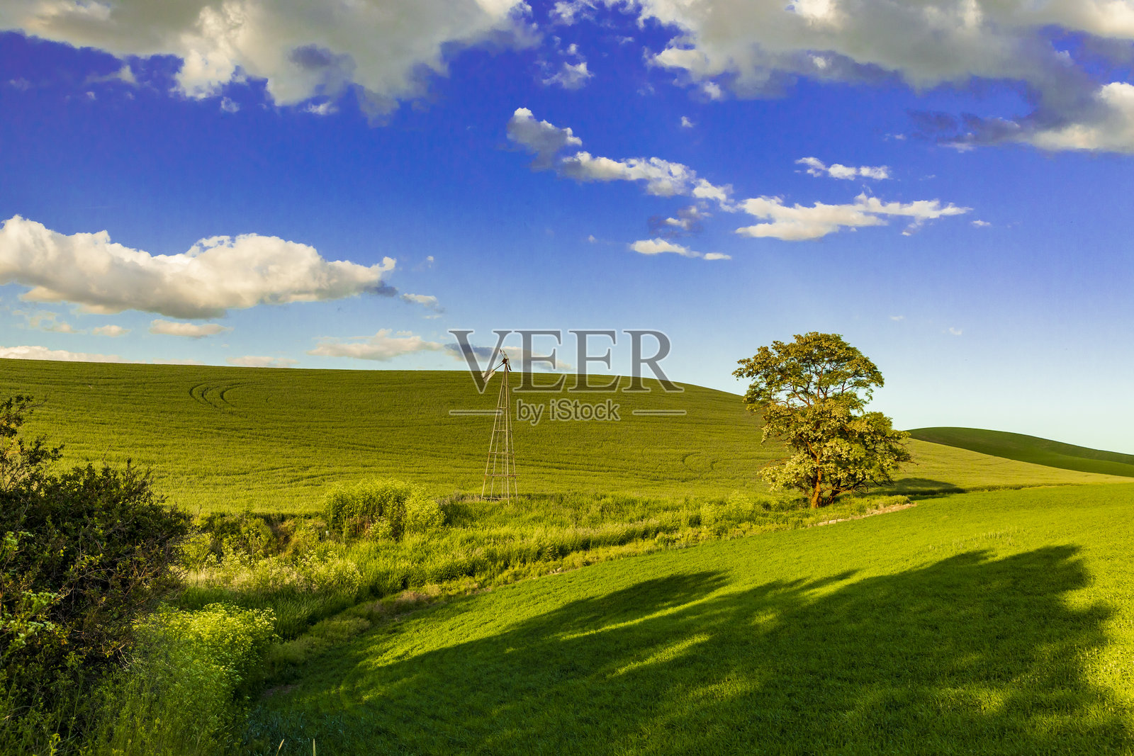 美国，华盛顿州，东华盛顿，帕卢斯地区。科尔法克斯。绿地上的树木与阴影。照片摄影图片