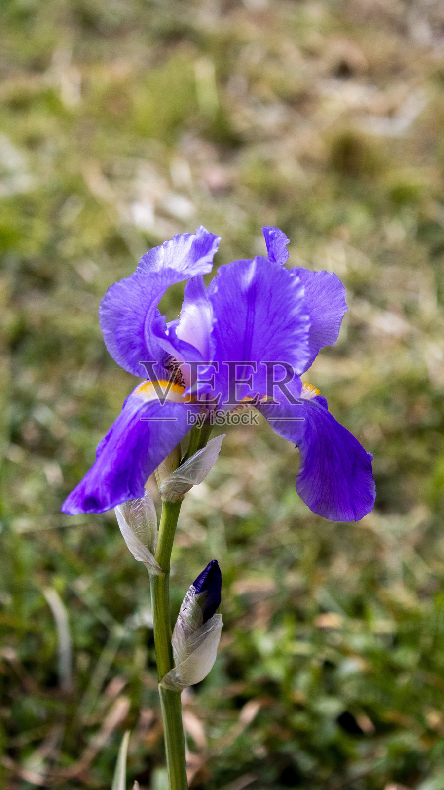 紫色鸢尾花照片摄影图片