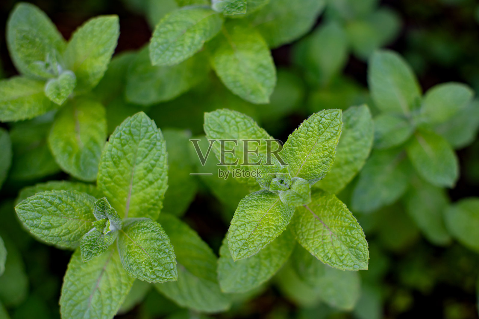 蔬菜园中生长的绿色薄荷植物照片摄影图片