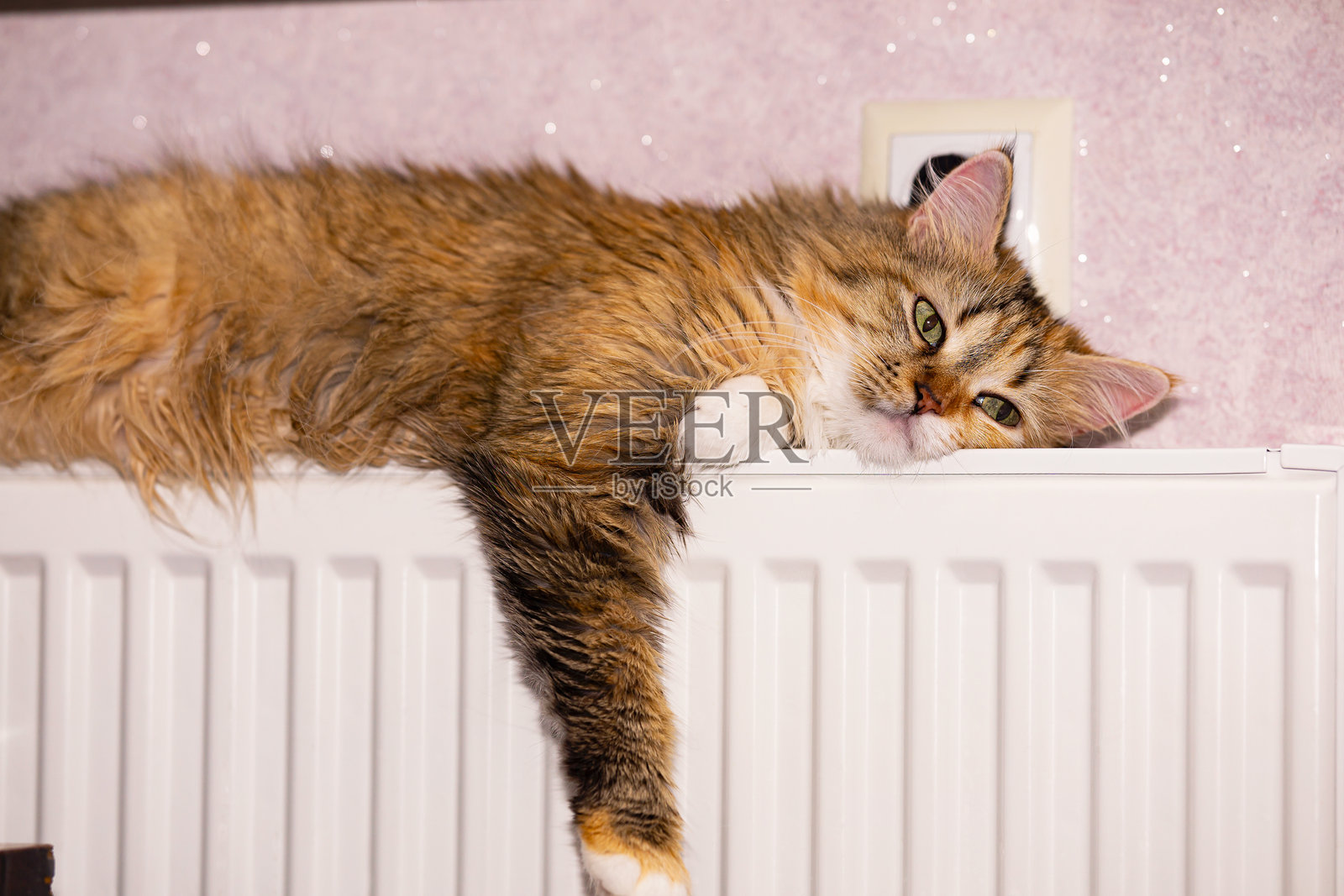 一只三色猫在散热器上晒太阳，眼睛睁着，爪子垂下来。照片摄影图片