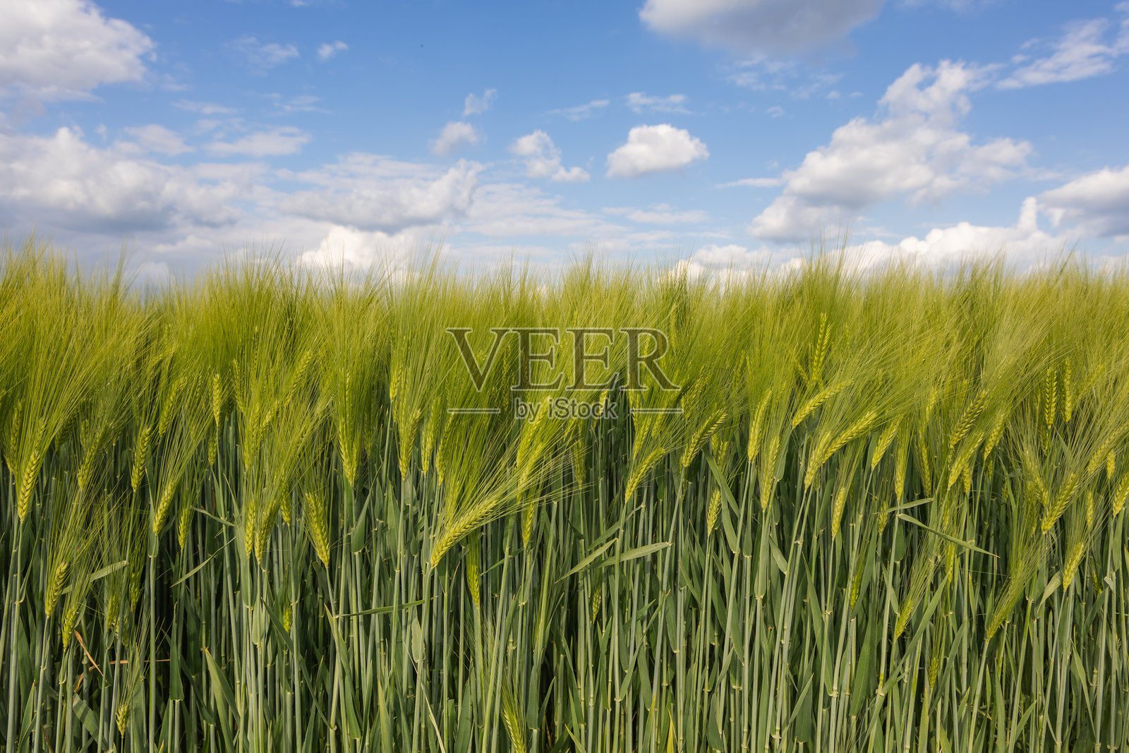 麦田中的麦穗与天空相映照片摄影图片