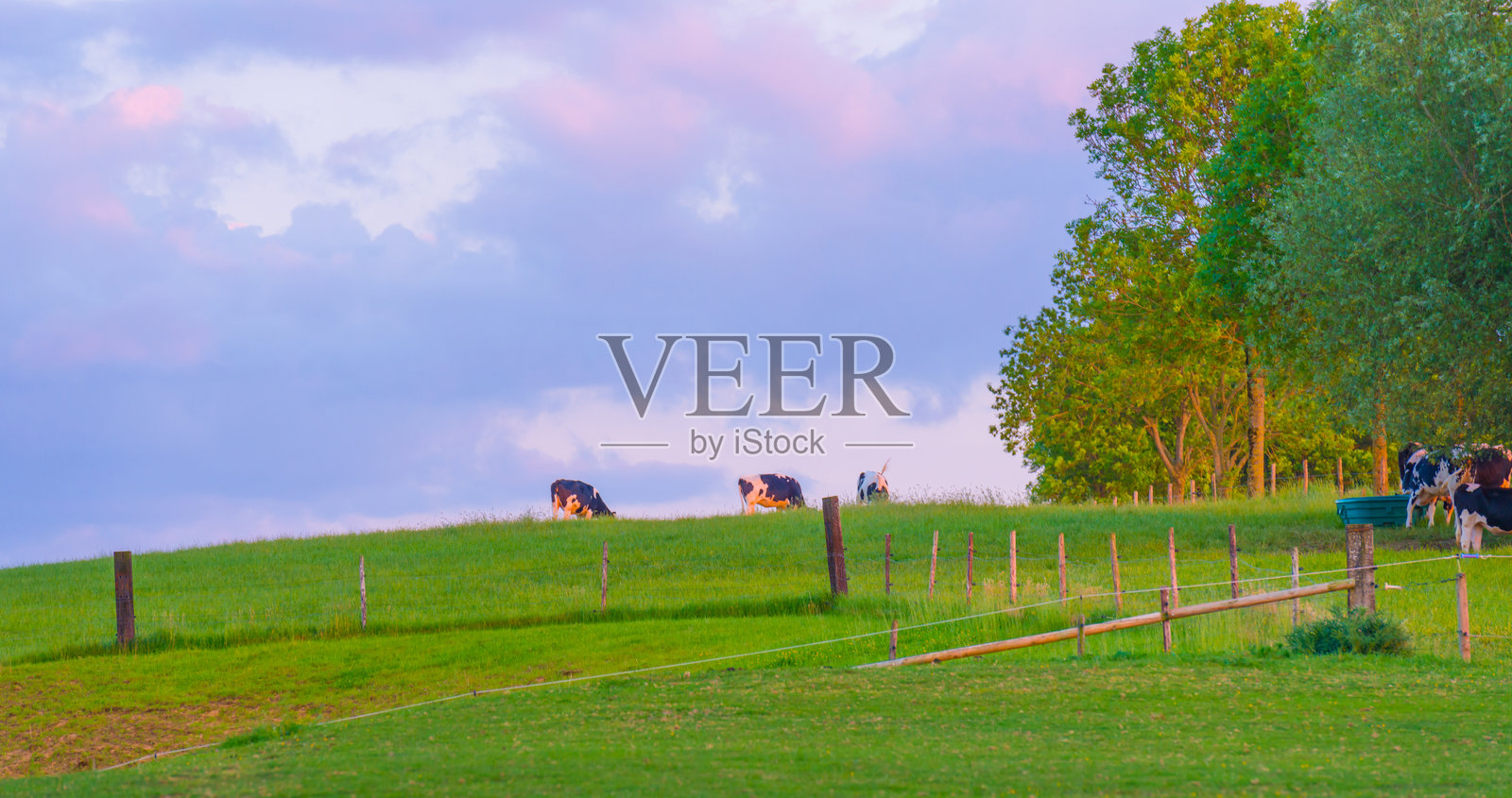 春天明亮的日落下，树木的绿色叶子和起伏的风景照片摄影图片