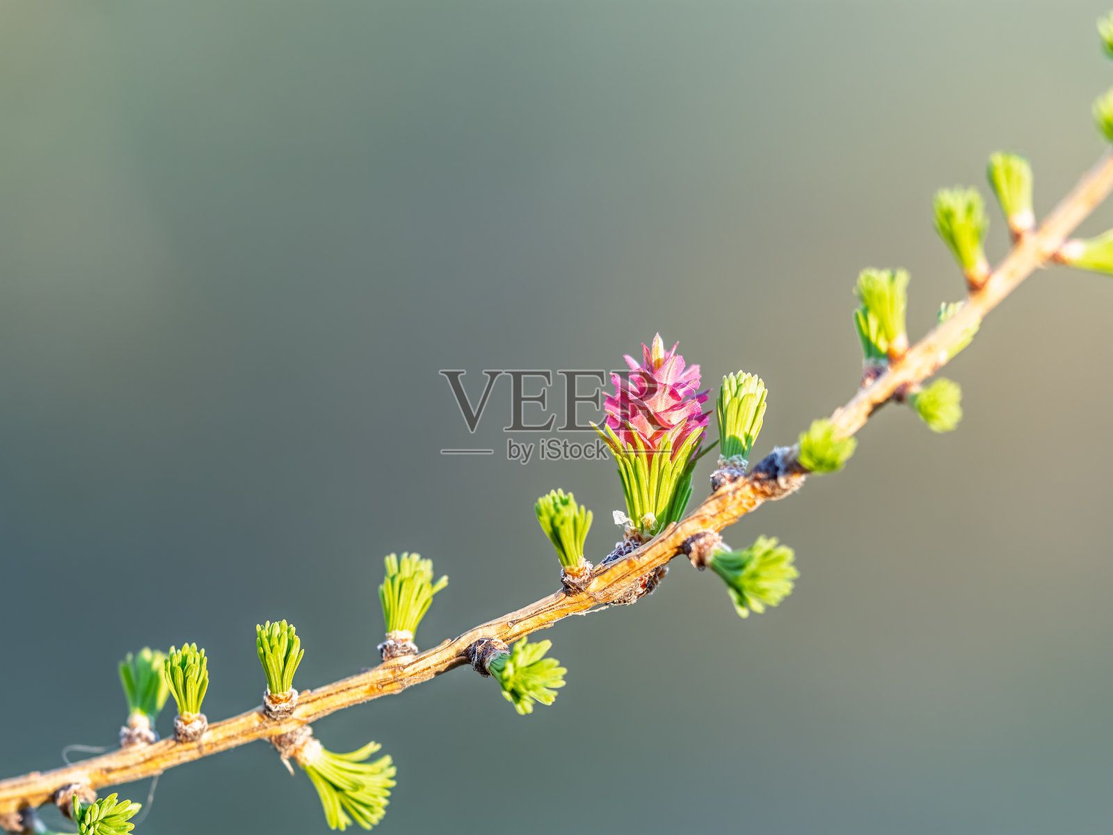 落叶松树在春天盛开的新鲜粉色球果，背景为自然景观照片摄影图片