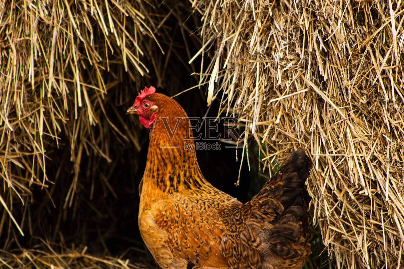 户外的鸡照片摄影图片