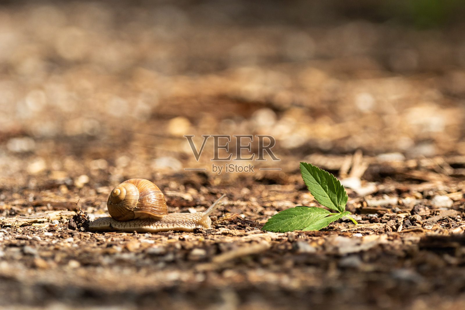 一只蜗牛在路上向叶子爬去照片摄影图片