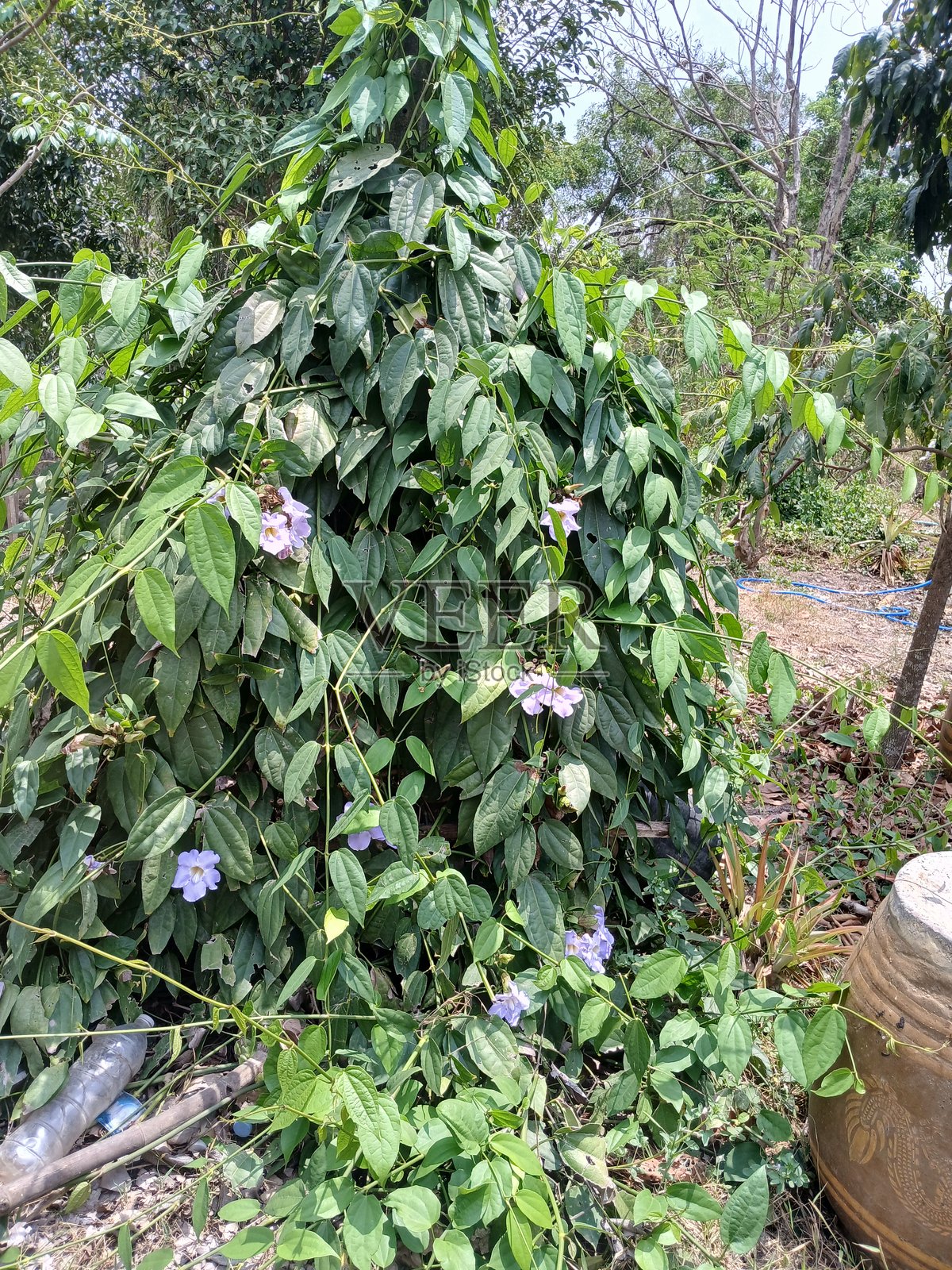 紫色的泰国紫葳照片摄影图片