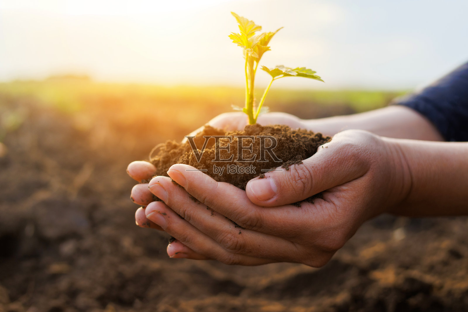 一个人轻柔地捧着一株小绿植，手中满是肥沃的土壤，背景是宁静的农业风景，夕阳西下。照片摄影图片