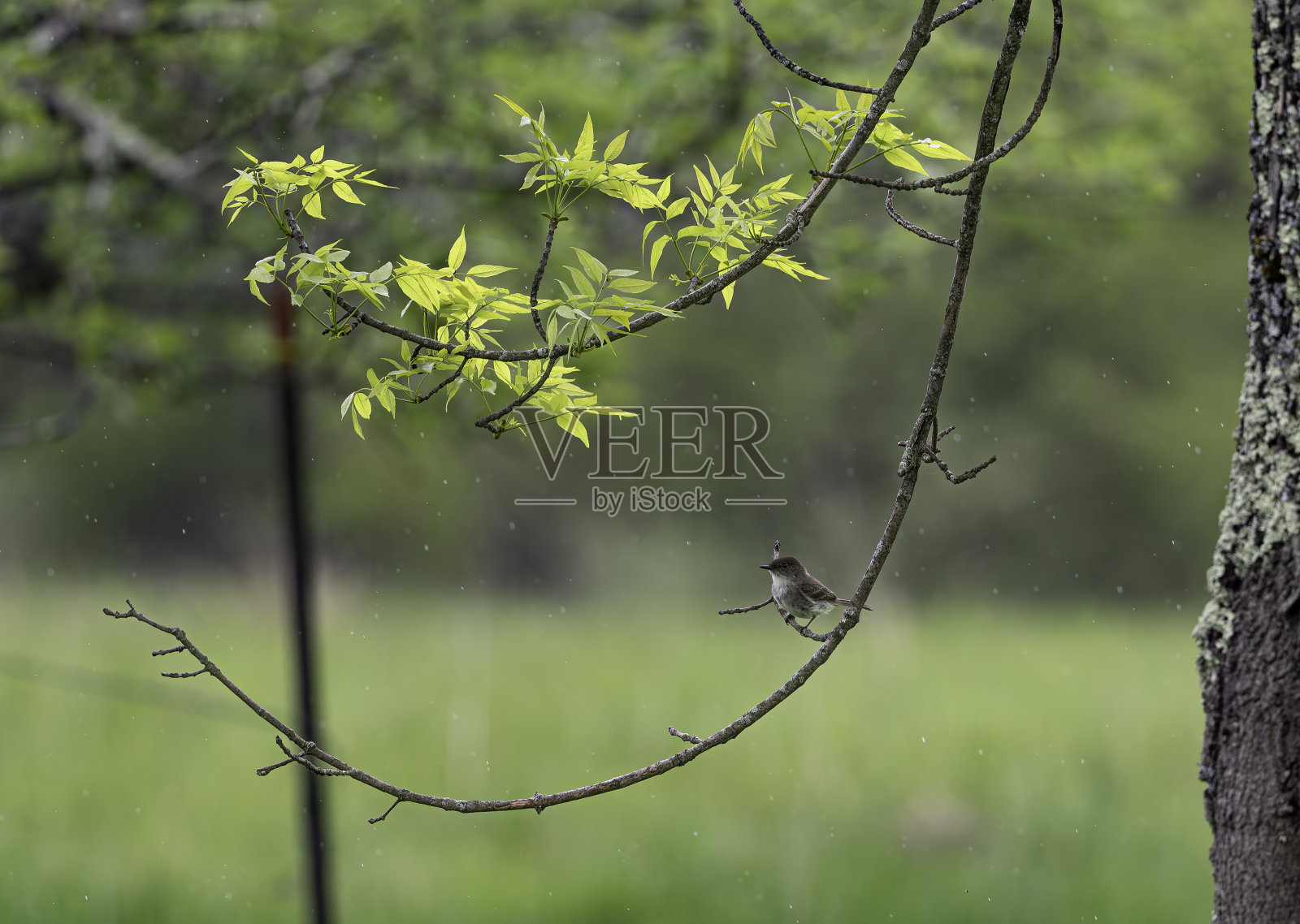 东部啄木鸟照片摄影图片