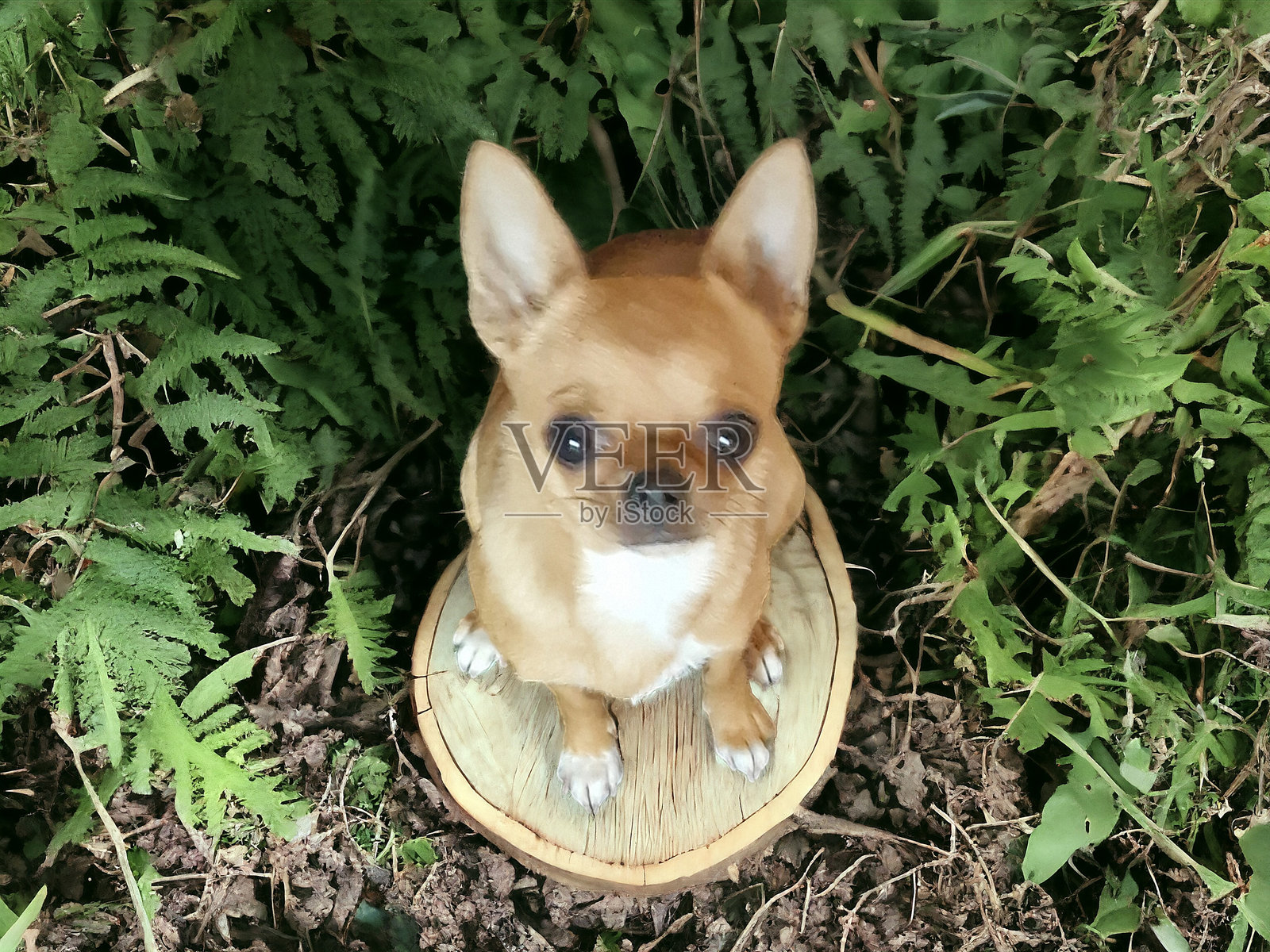 小吉娃娃摆出搞笑姿势拍照照片摄影图片