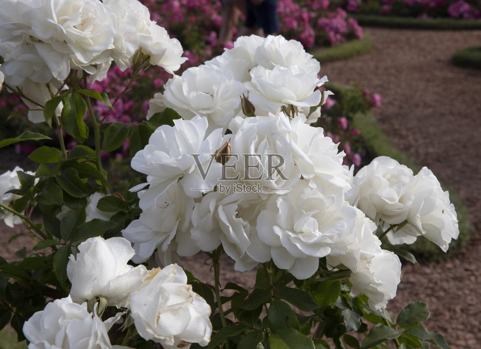 玫瑰冰山白花在花园中盛开景象照片摄影图片