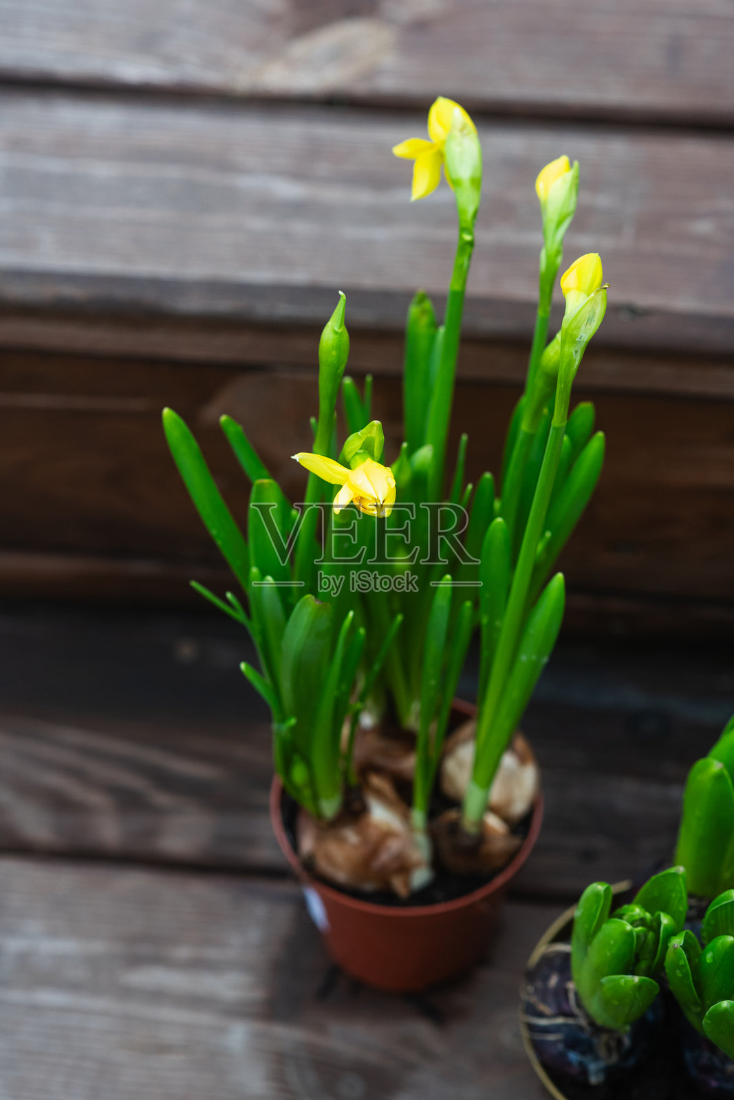 黄色水仙花球茎在木台阶上的花盆中发芽。照片摄影图片