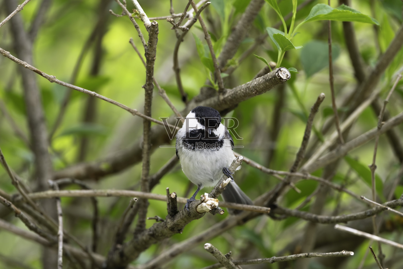 山雀为我摆姿势照片摄影图片