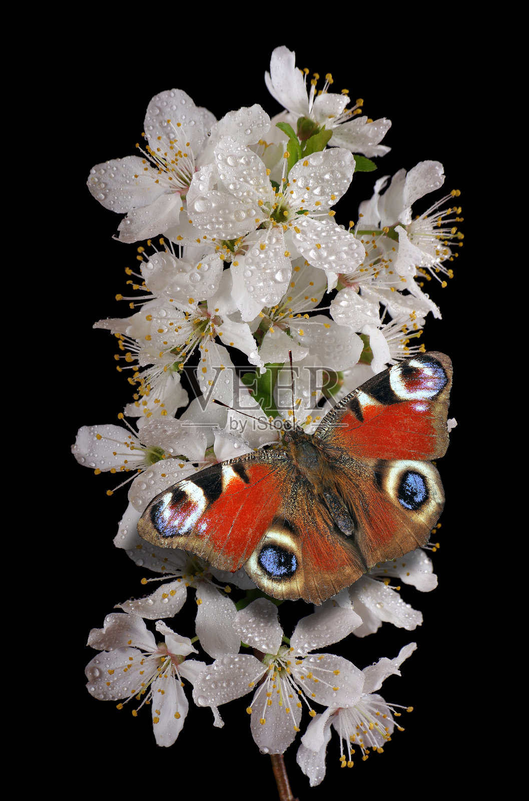 鲜艳的红色孔雀蝶停在黑色背景下的樱花枝上。蝴蝶与樱花。照片摄影图片