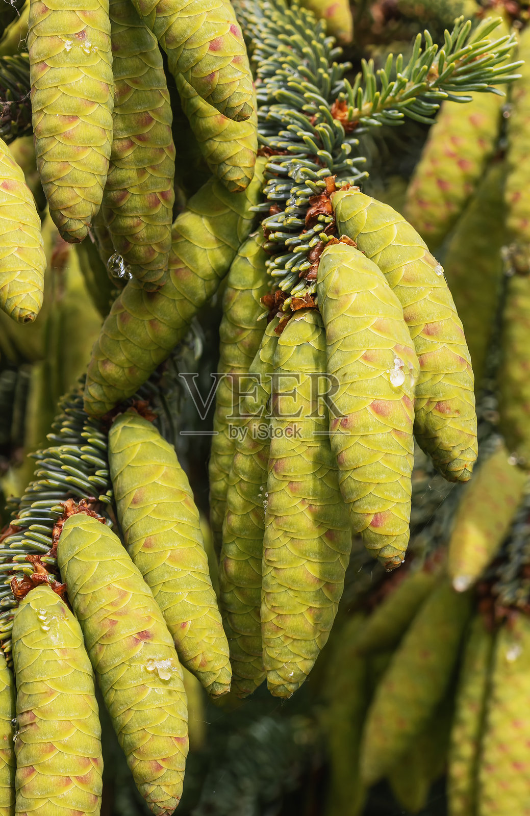 美丽的绿色松果挂在针叶树的枝头上照片摄影图片