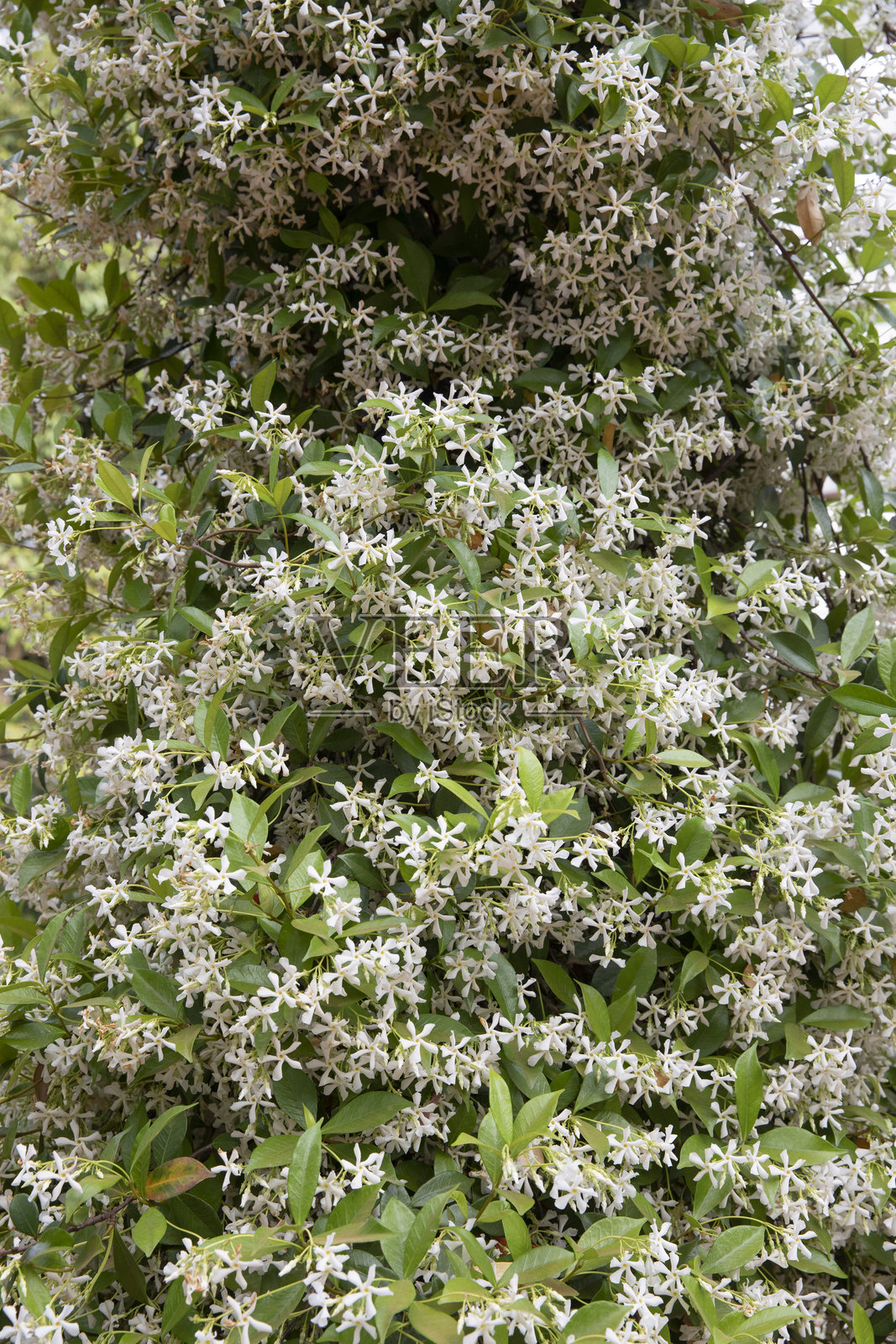 透骨香花卉纹理、颜色和图案的视图照片摄影图片