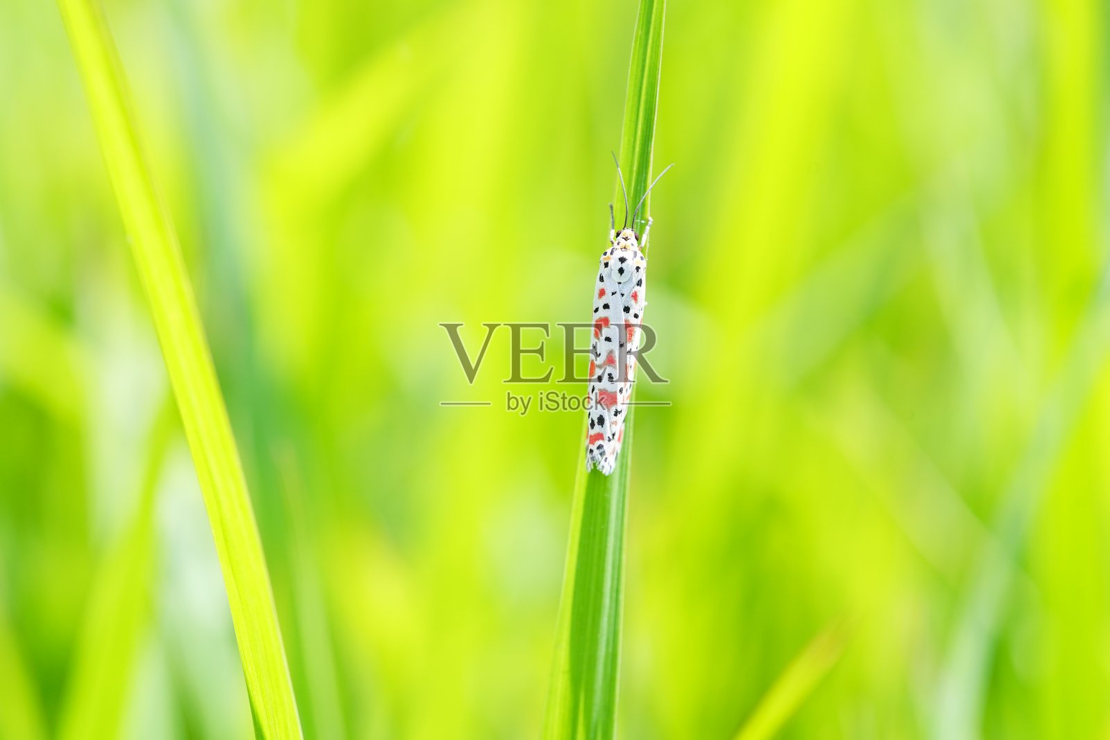 乌特赫萨·普尔切拉是一种带有深红色斑点的蛾。照片摄影图片