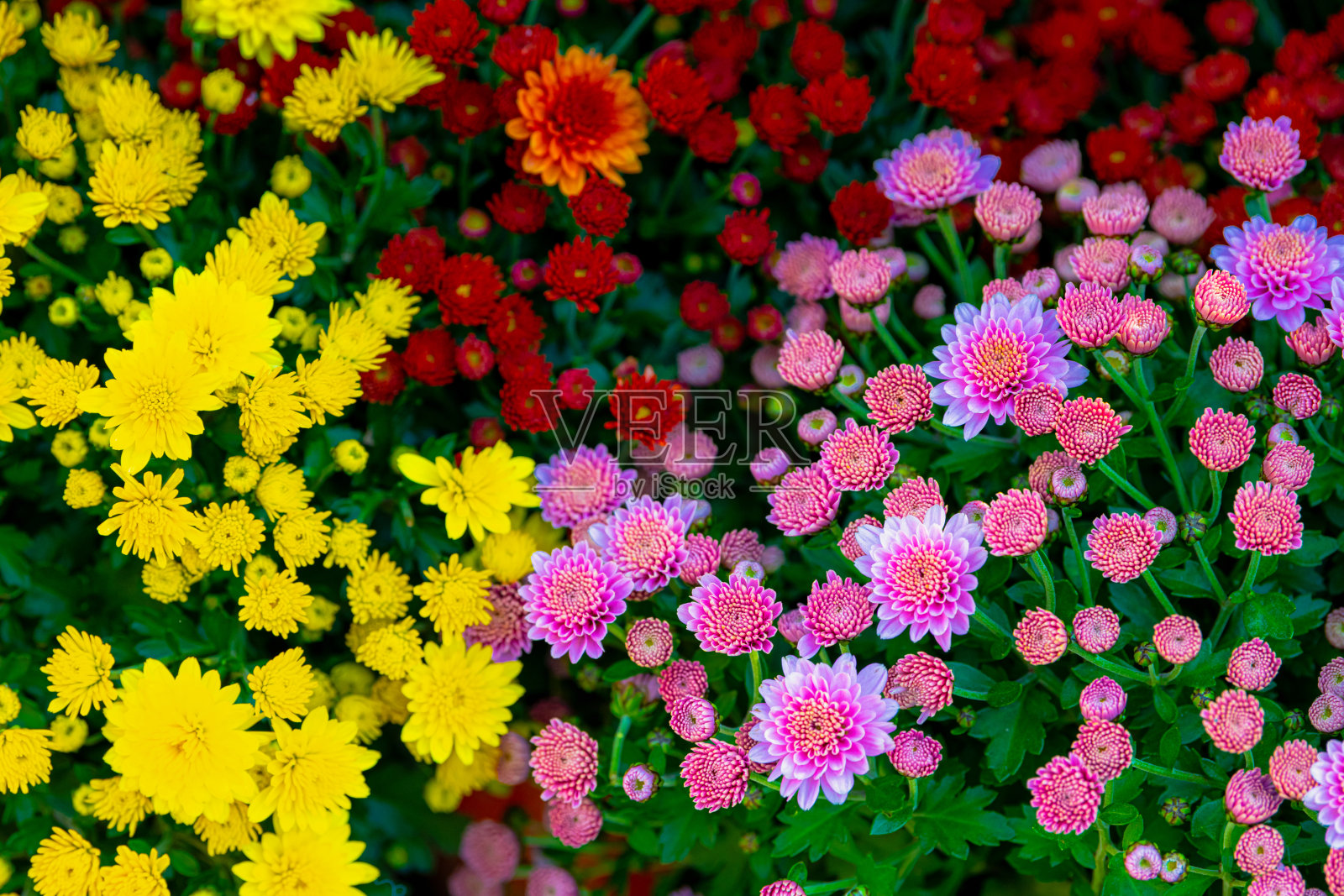 多彩的菊花特写，春季概念，菊花节照片摄影图片
