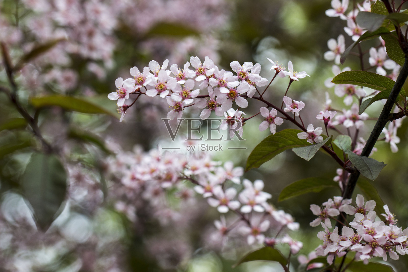 白色的普通樱花与绿色的叶子照片摄影图片