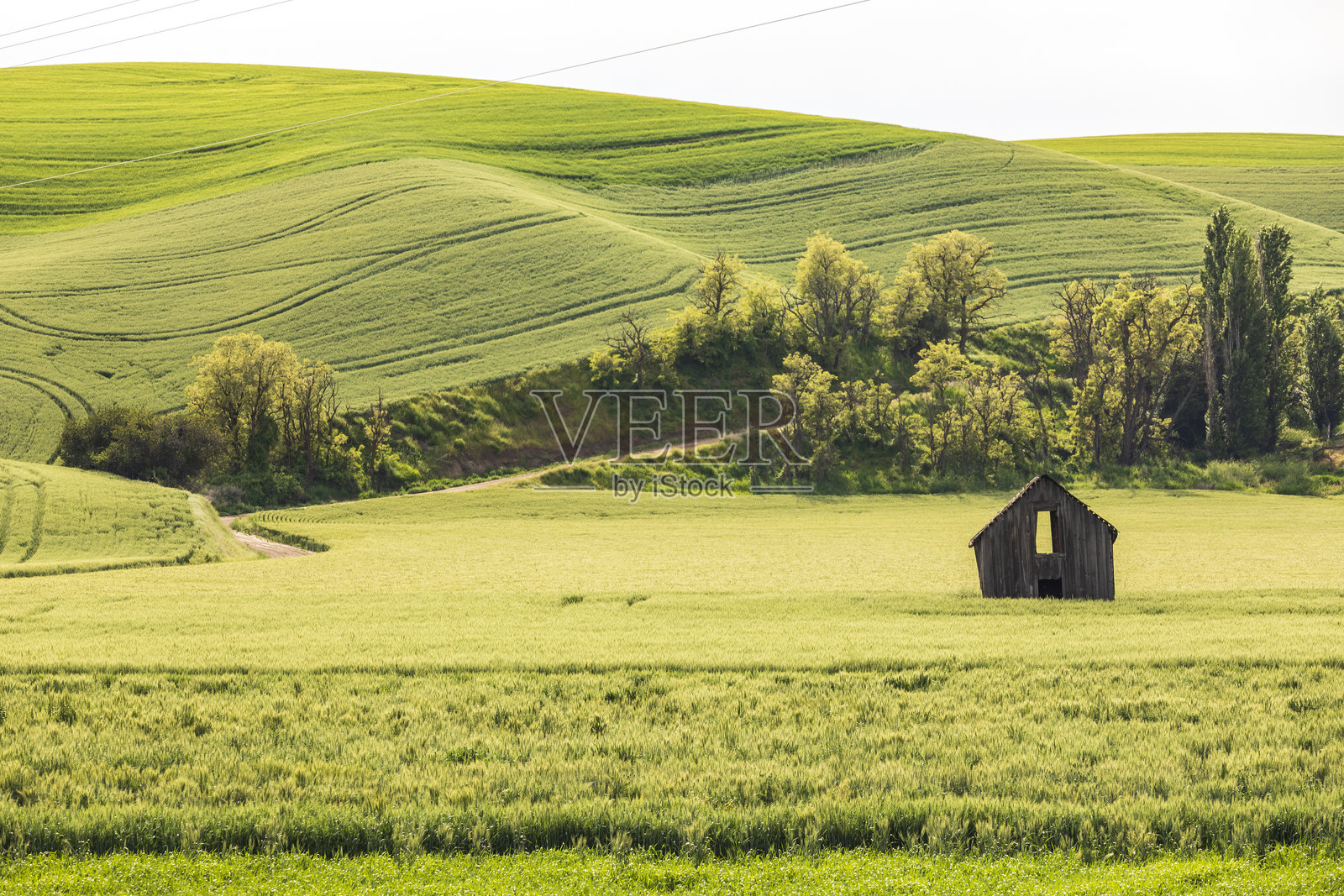 美国，华盛顿州，东华盛顿，帕卢斯地区。科尔法克斯。绿色的晚春山丘与废弃的木质谷仓。照片摄影图片