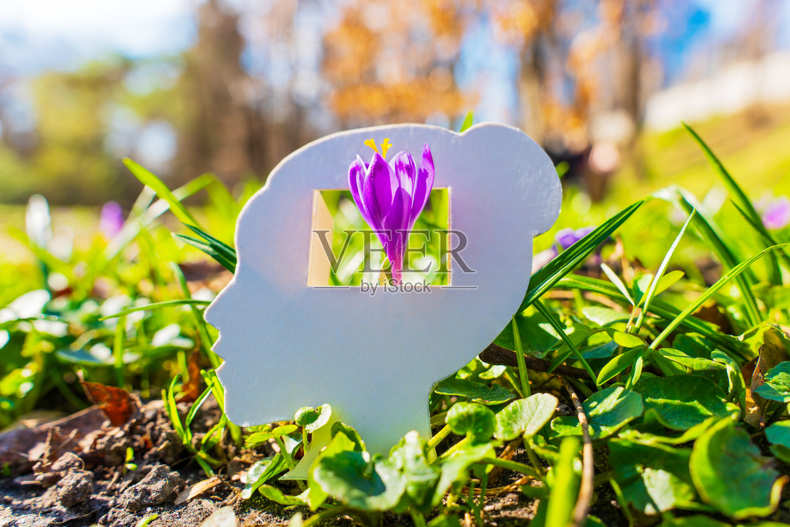 春季背景中，鲜艳的番红花花朵被女性头部形状的纸雕框住照片摄影图片