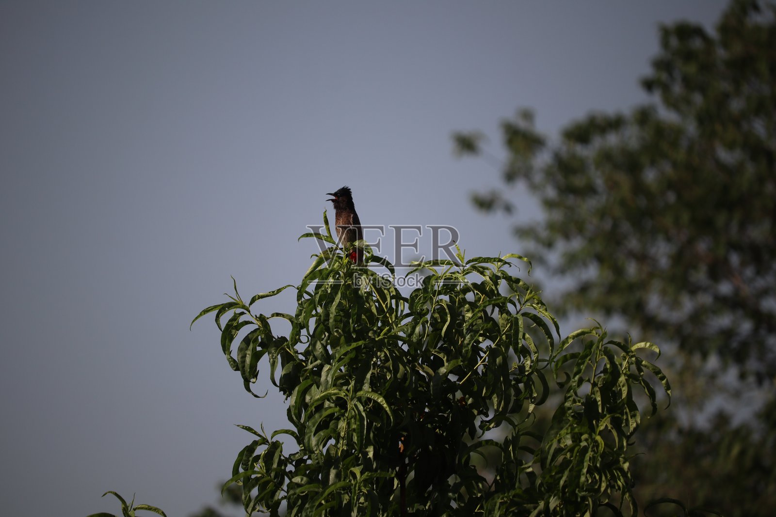 伯劳鸟照片摄影图片