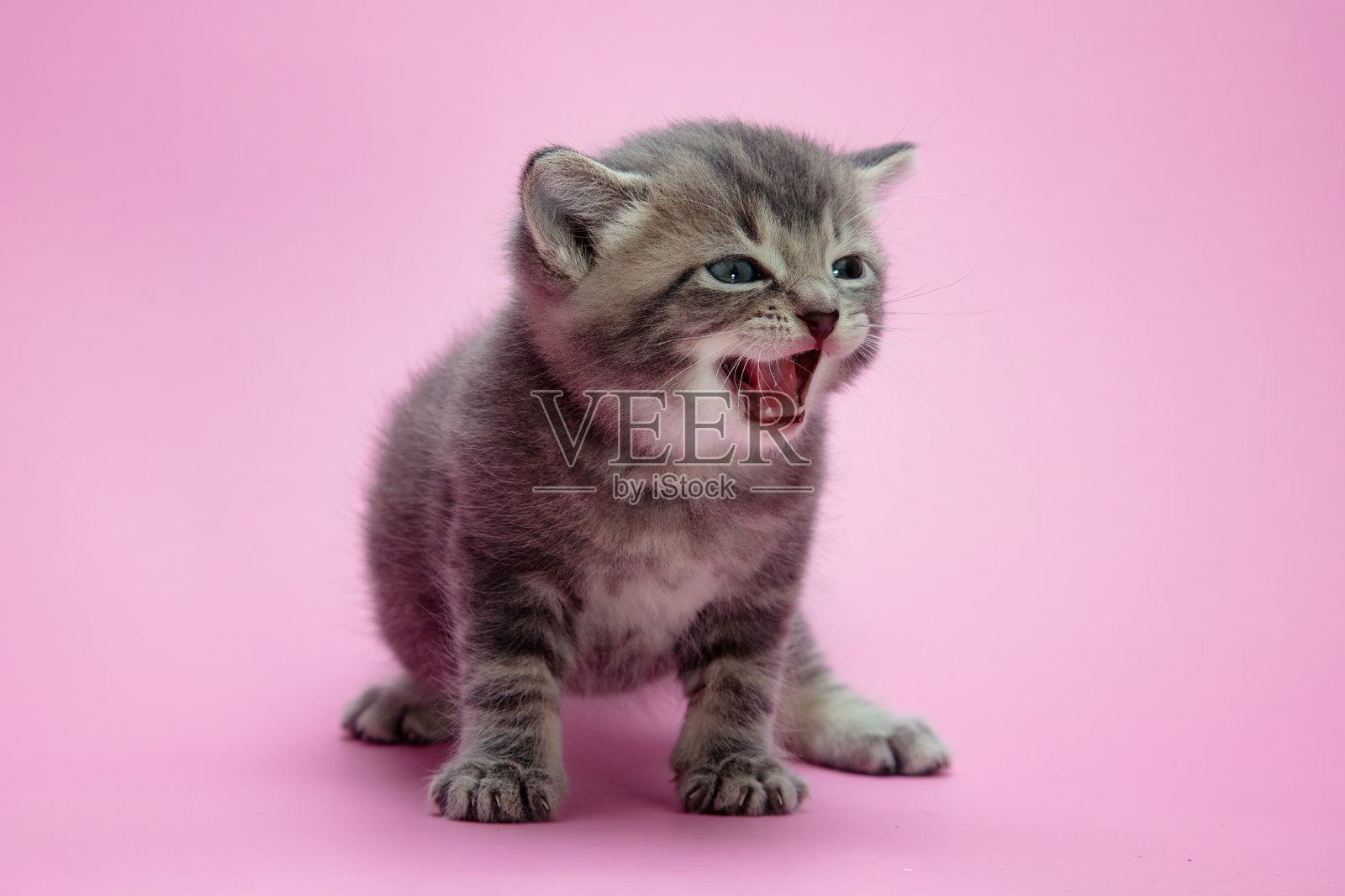在粉色背景上张嘴露出牙齿的尖叫灰色小猫照片摄影图片