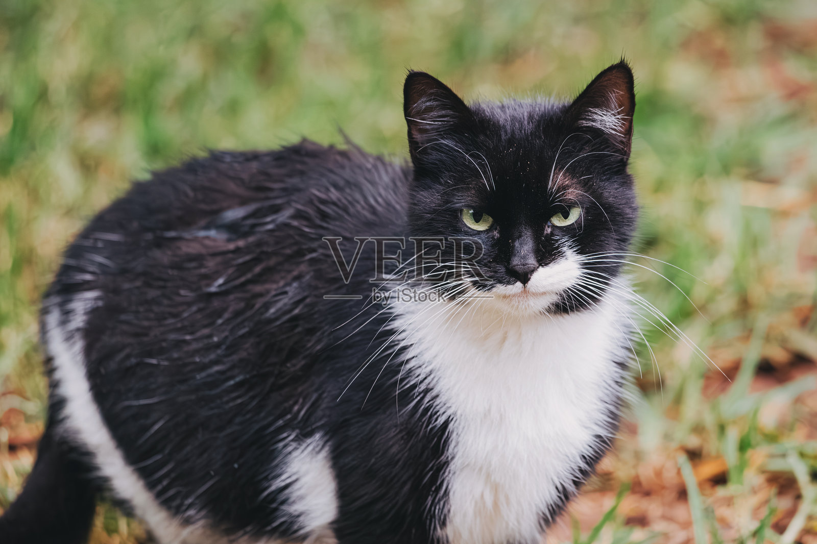 一只黑白相间的猫，长着独特的胡子，站在郁郁葱葱的绿草上，目光炯炯，眼神好奇而美丽。照片摄影图片