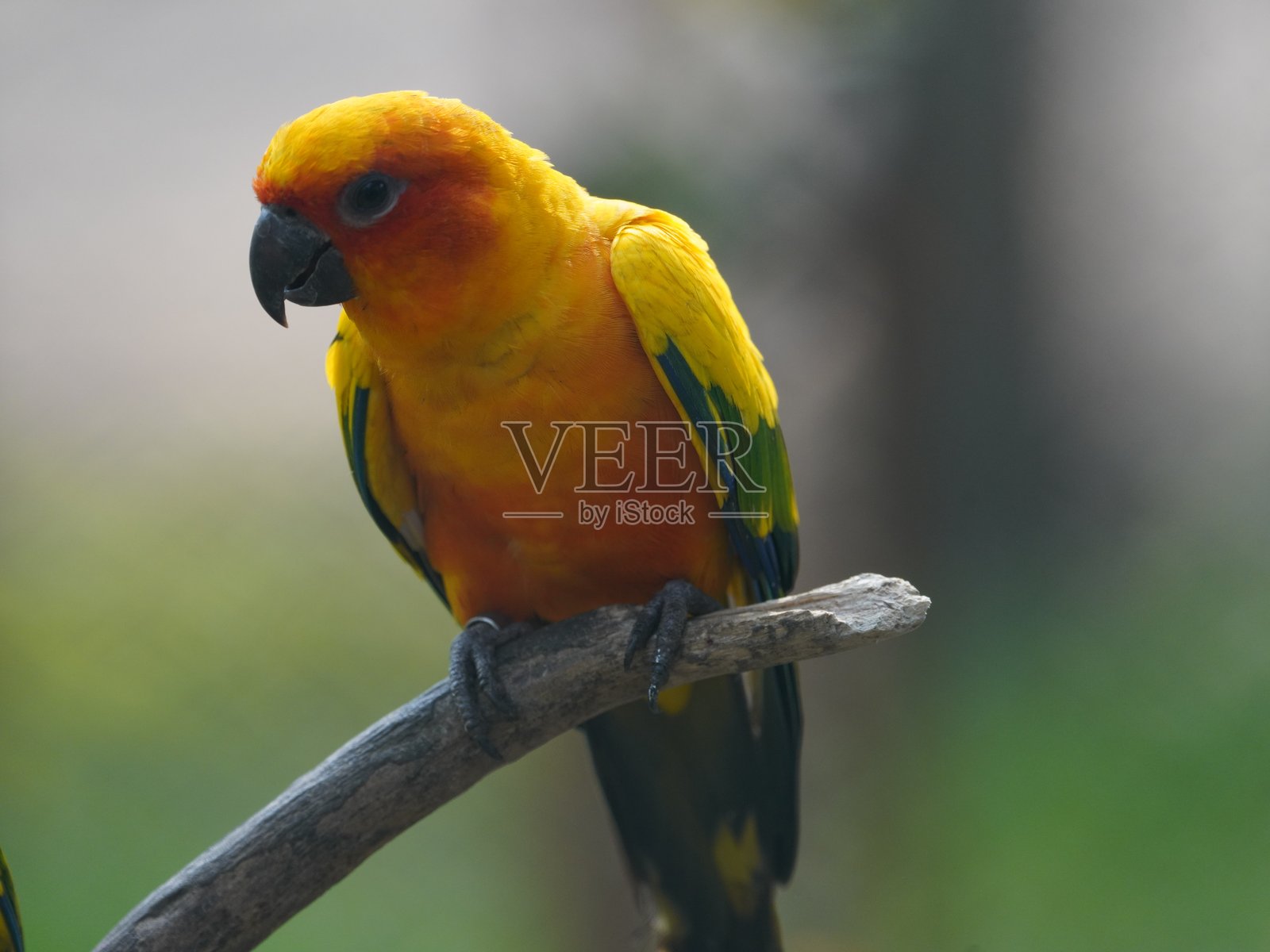 栖息的太阳鹦鹉照片摄影图片