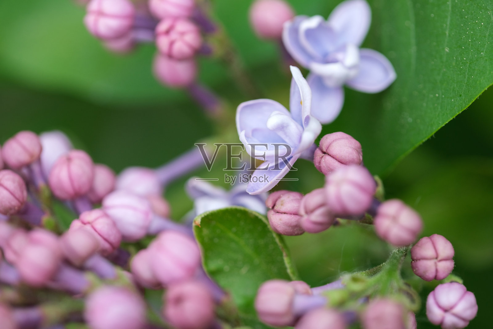 盛开的紫丁香花特写，紫丁香色照片摄影图片