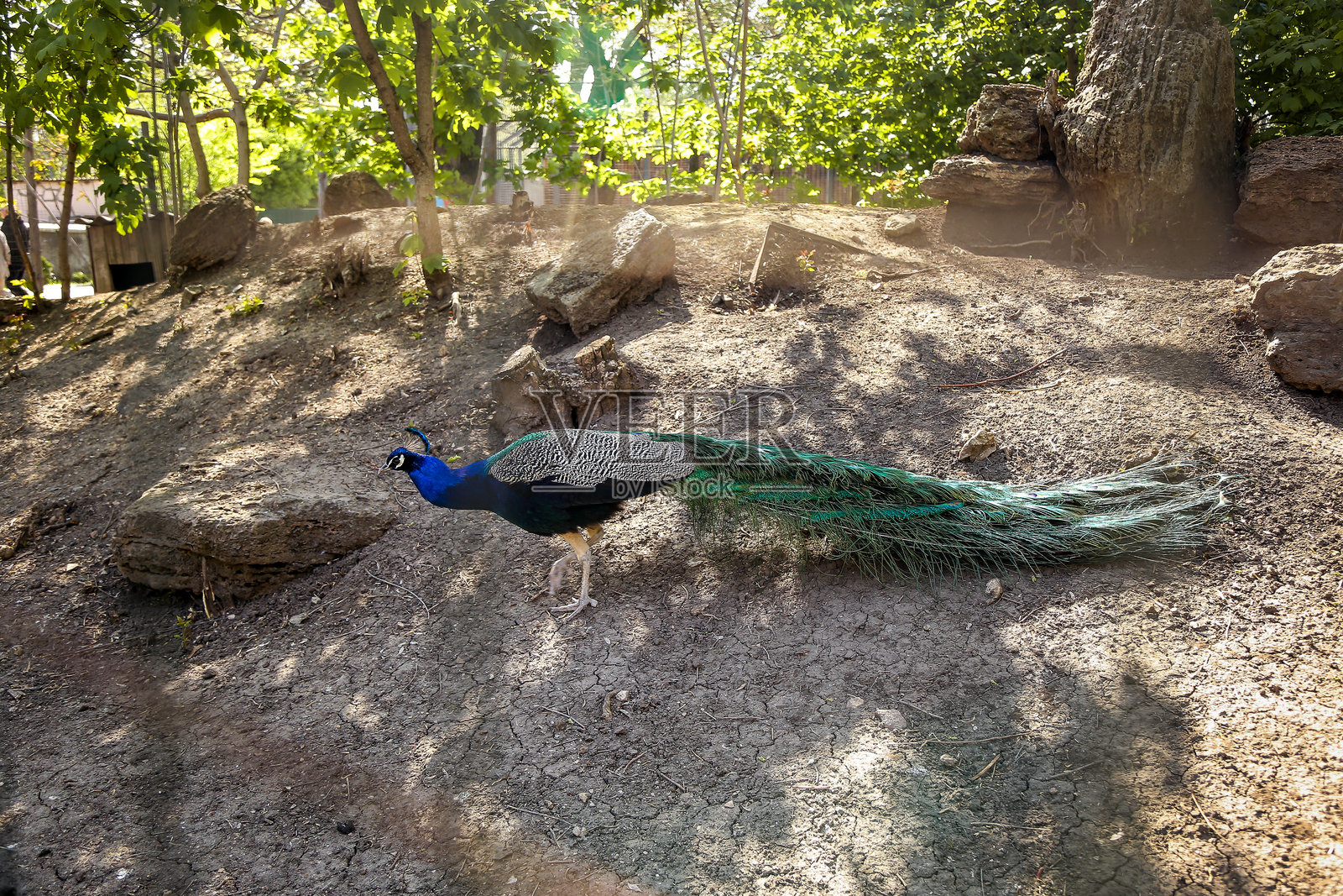 孔雀在动物园的场地上为摄影机摆姿势照片摄影图片