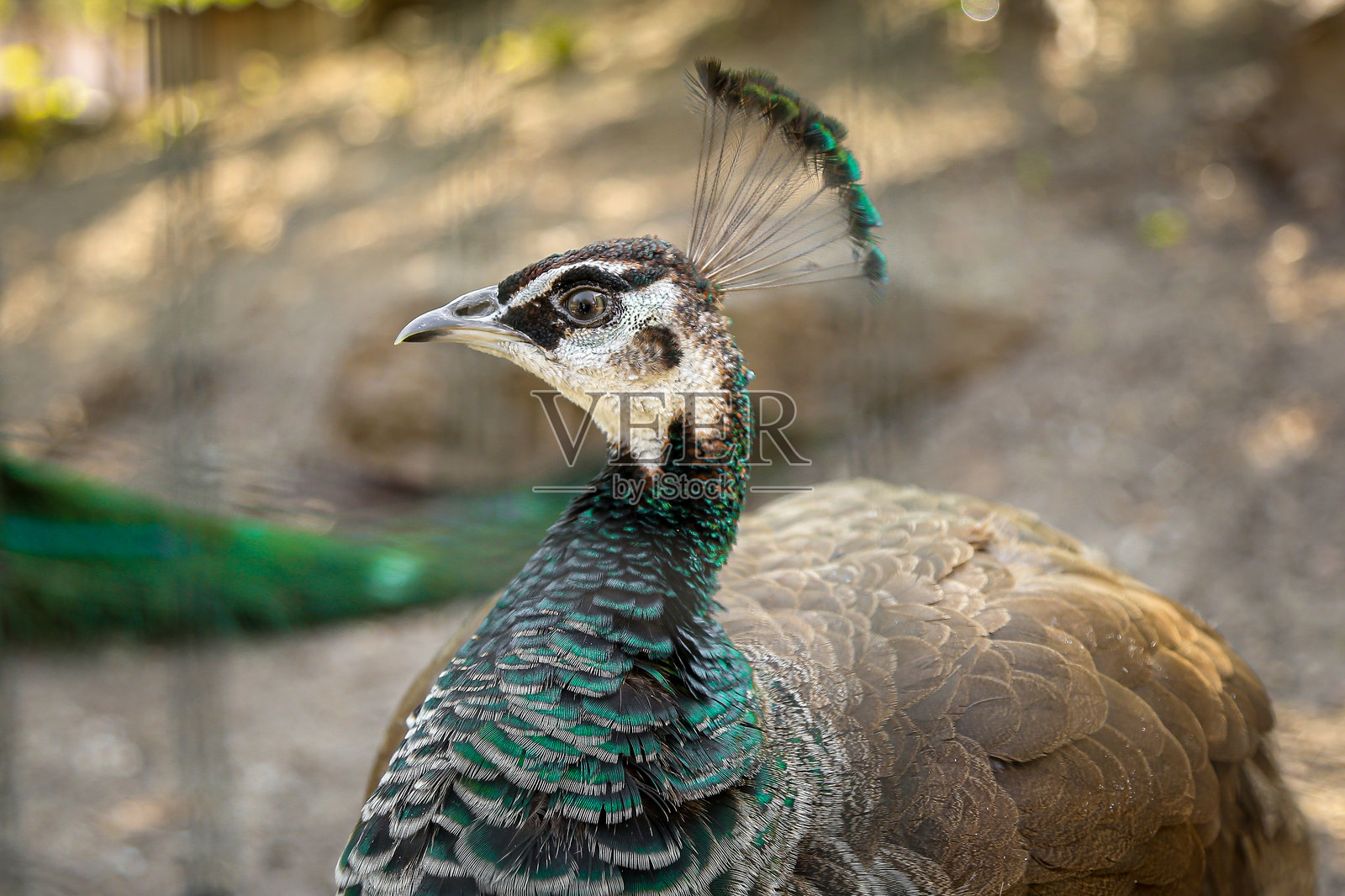 孔雀特写，背景为动物园照片摄影图片