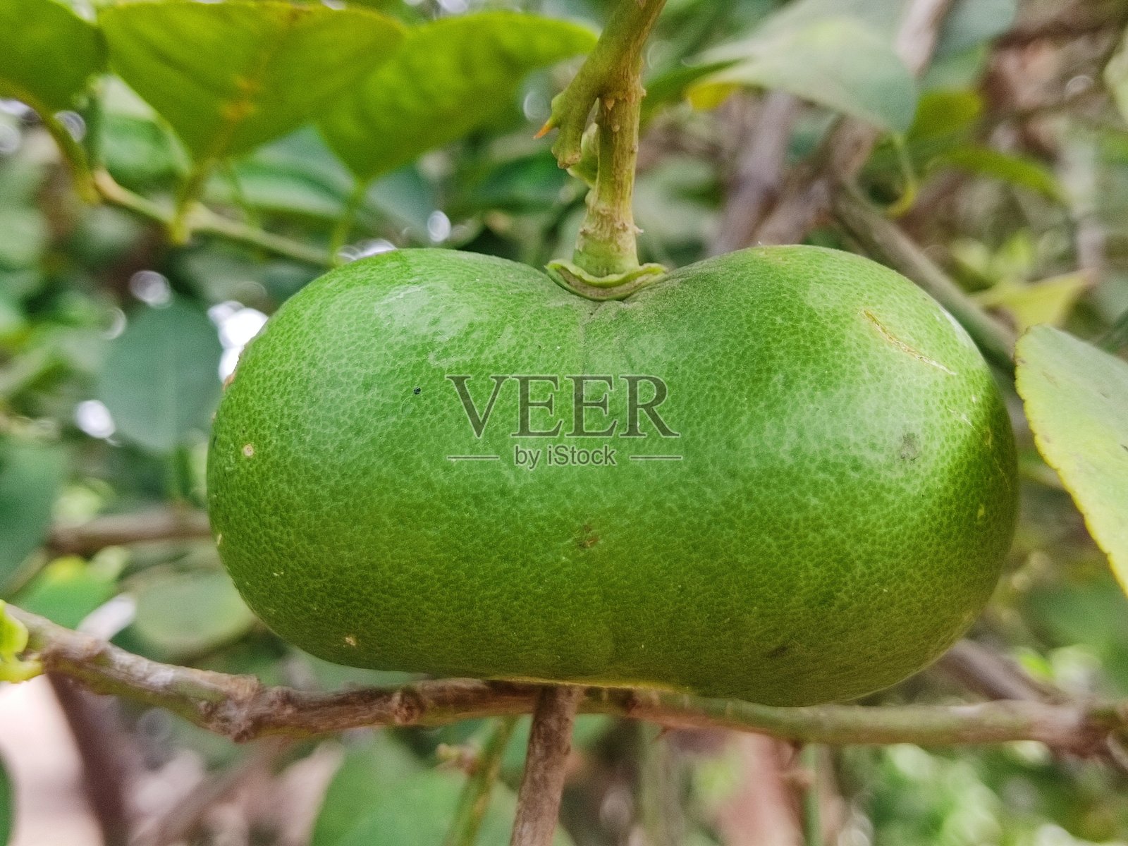 两颗柠檬相连的罕见照片照片摄影图片