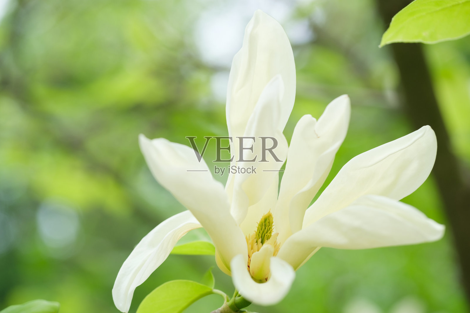 盛开的玉兰花在绿色背景上照片摄影图片