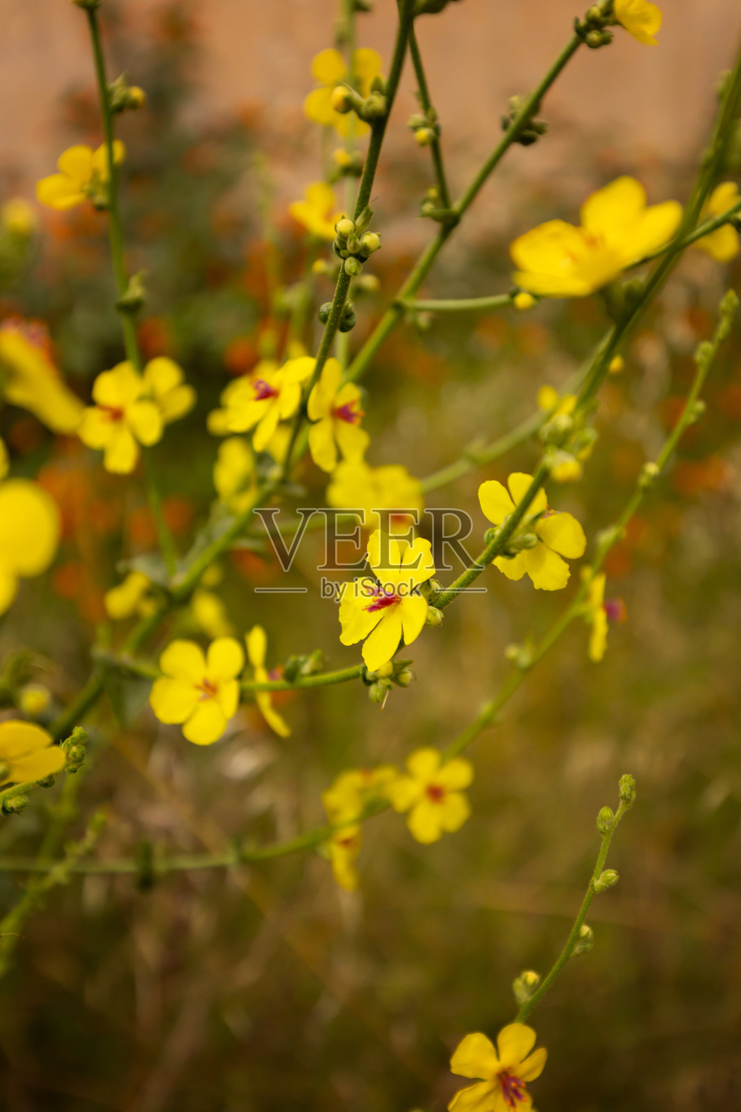 阳光下细腻的黄色野花特写，细叶灯心草照片摄影图片