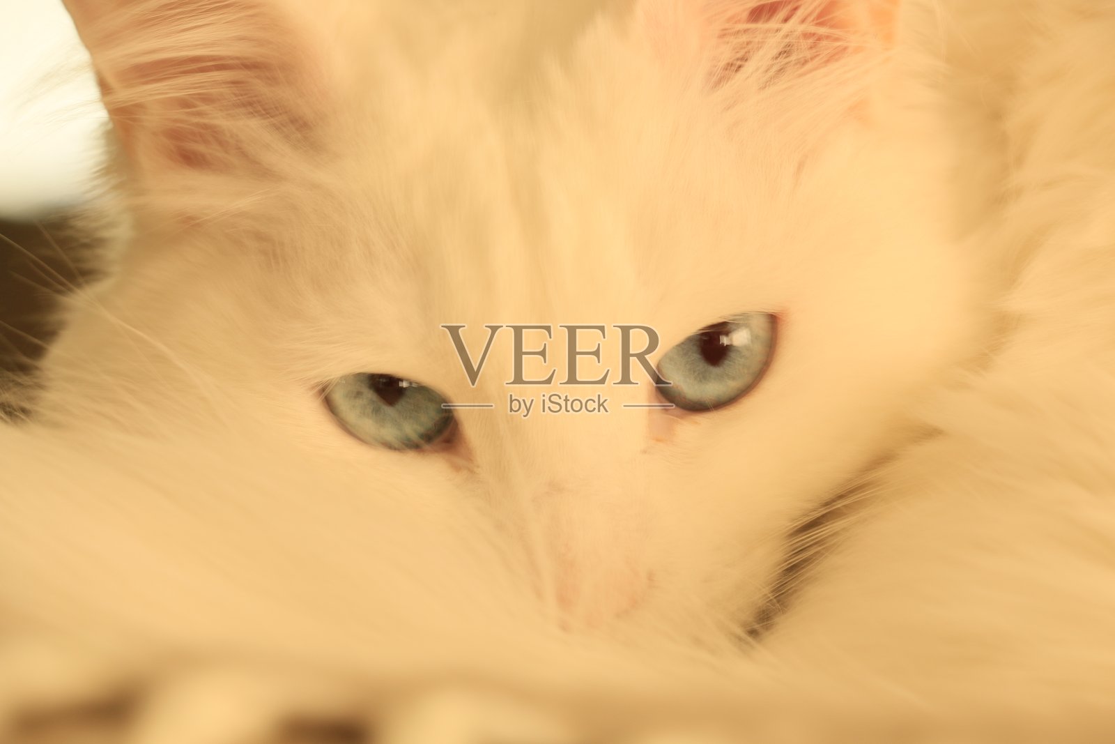 刚刚醒来照片摄影图片