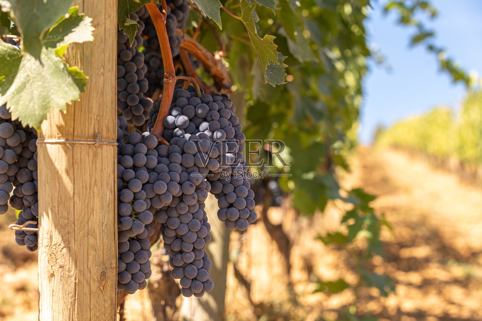 新鲜葡萄在明亮的阳光下闪闪发光的特写镜头。照片摄影图片