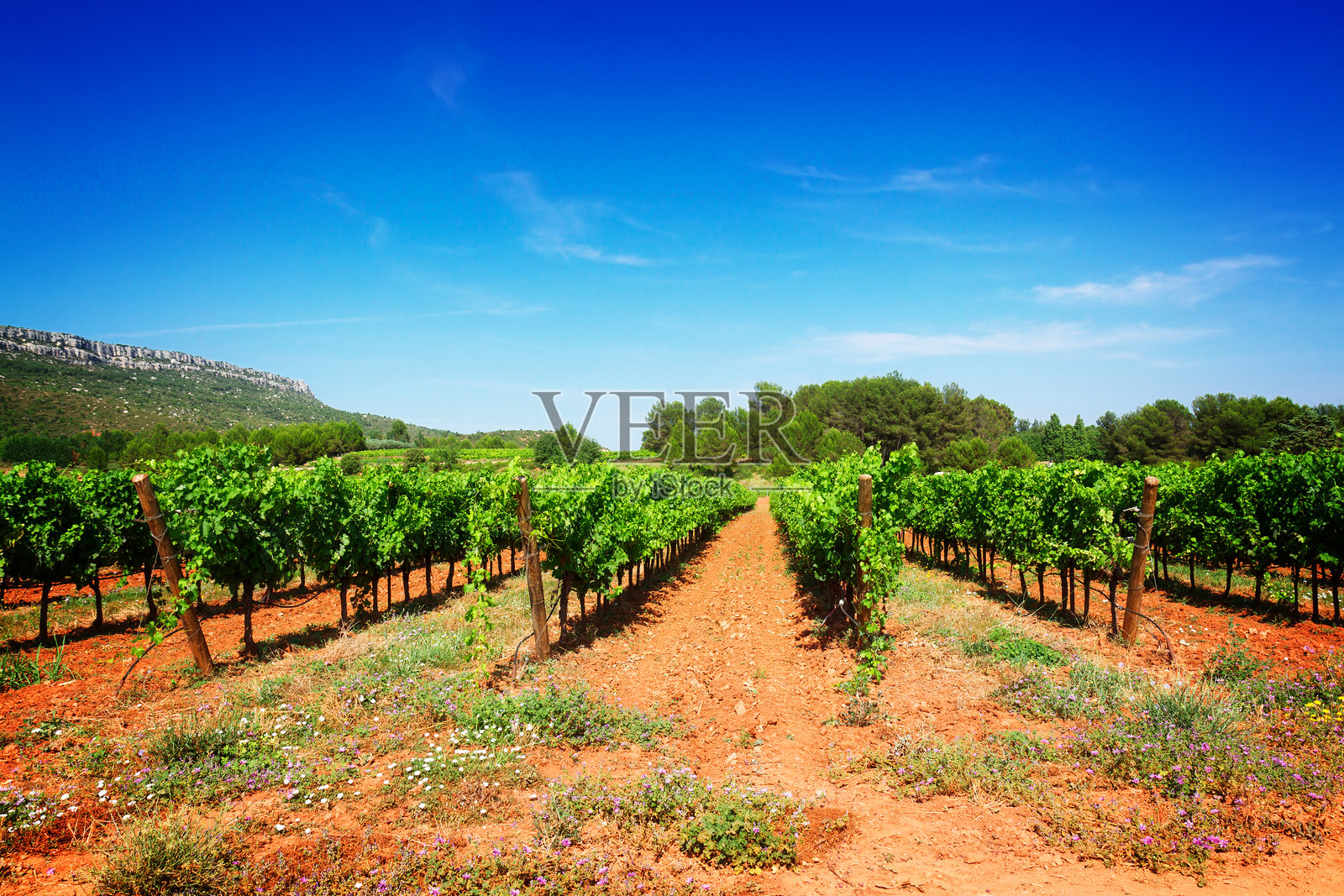 葡萄园照片摄影图片