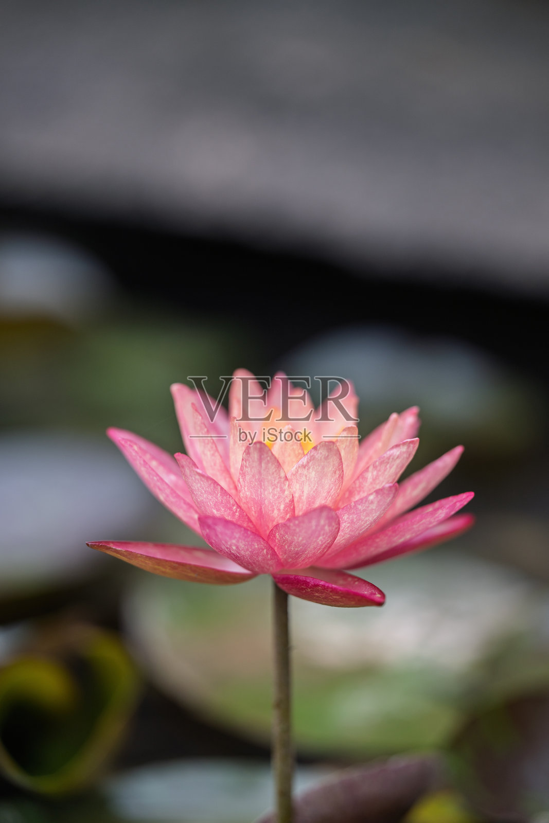 池塘中的粉色莲花照片摄影图片