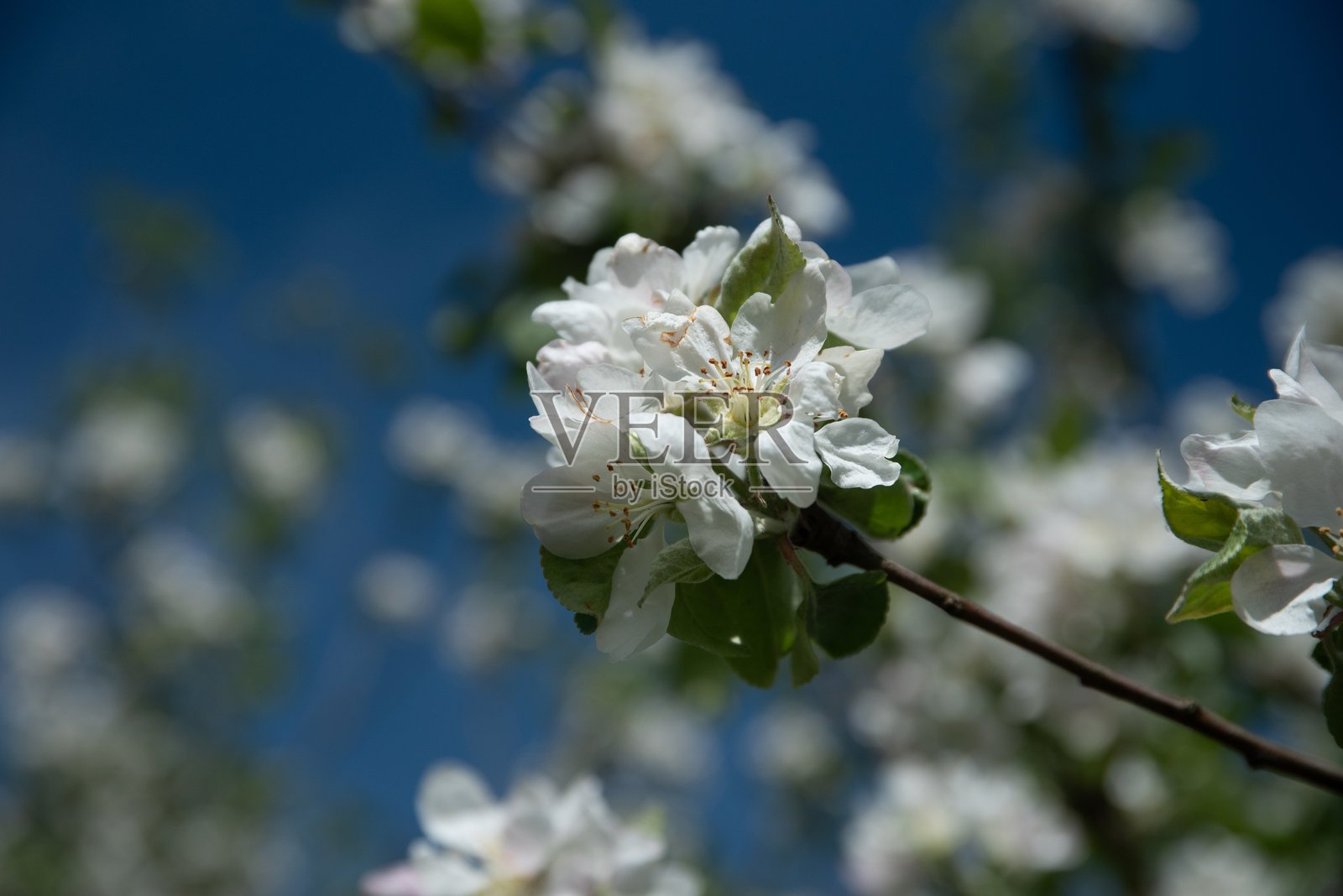 特写镜头下，树枝上盛开的细腻白色苹果花，绿叶相伴，背景是柔和的蓝天。照片摄影图片