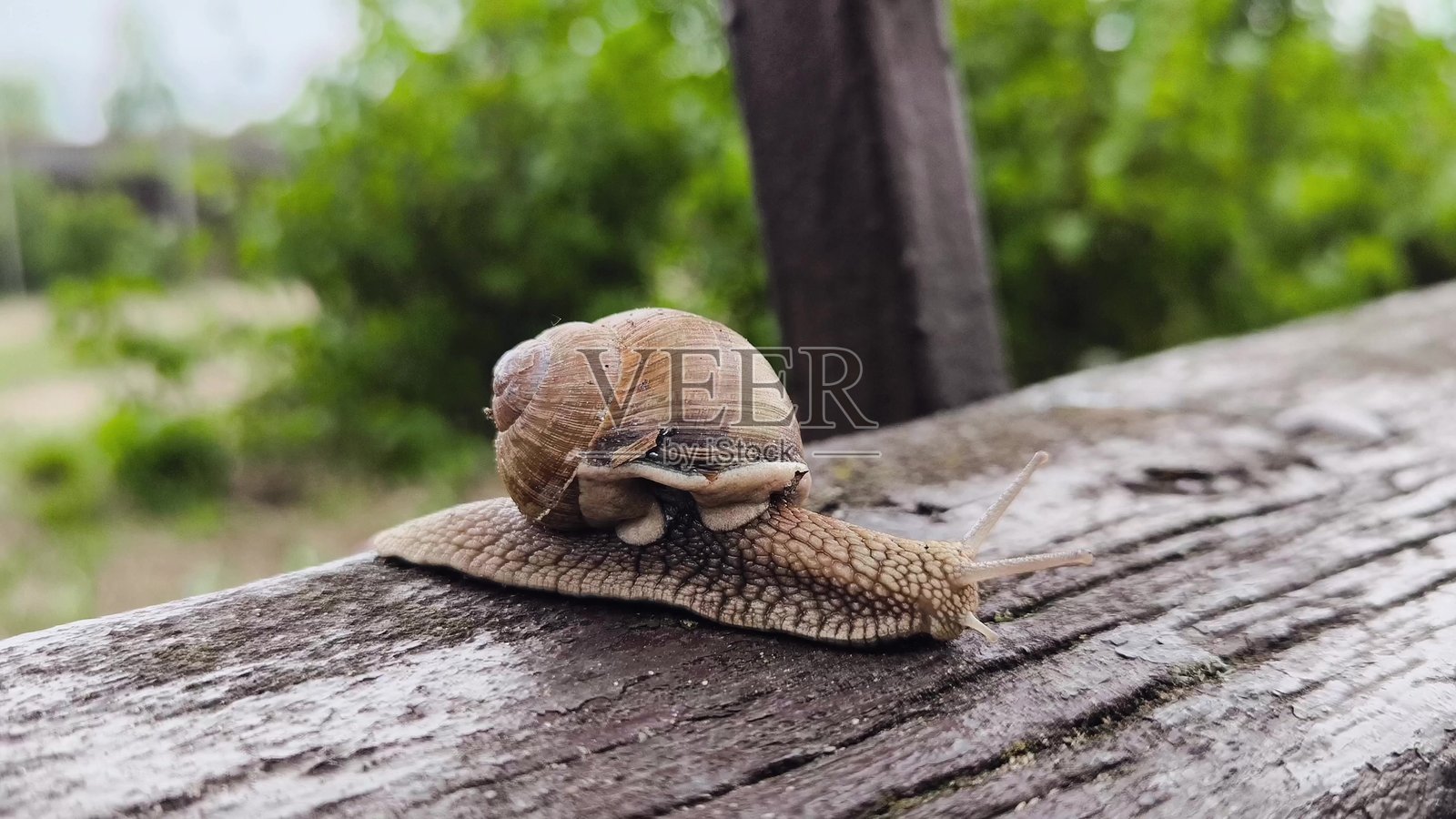 特写蜗牛在树上滑行。蜗牛在木凳上。照片摄影图片