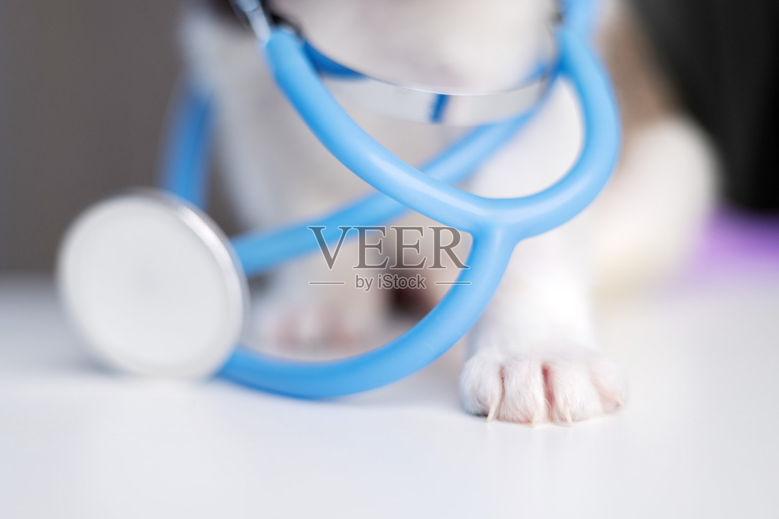 小狗在兽医那里，脖子上挂着听诊器。伤心的狗狗坐在桌子上，脸埋在手掌中，戴着手术手套。小动物进行健康检查和疫苗接种。宠物咬着耳朵尖，旁边有管子。照片摄影图片