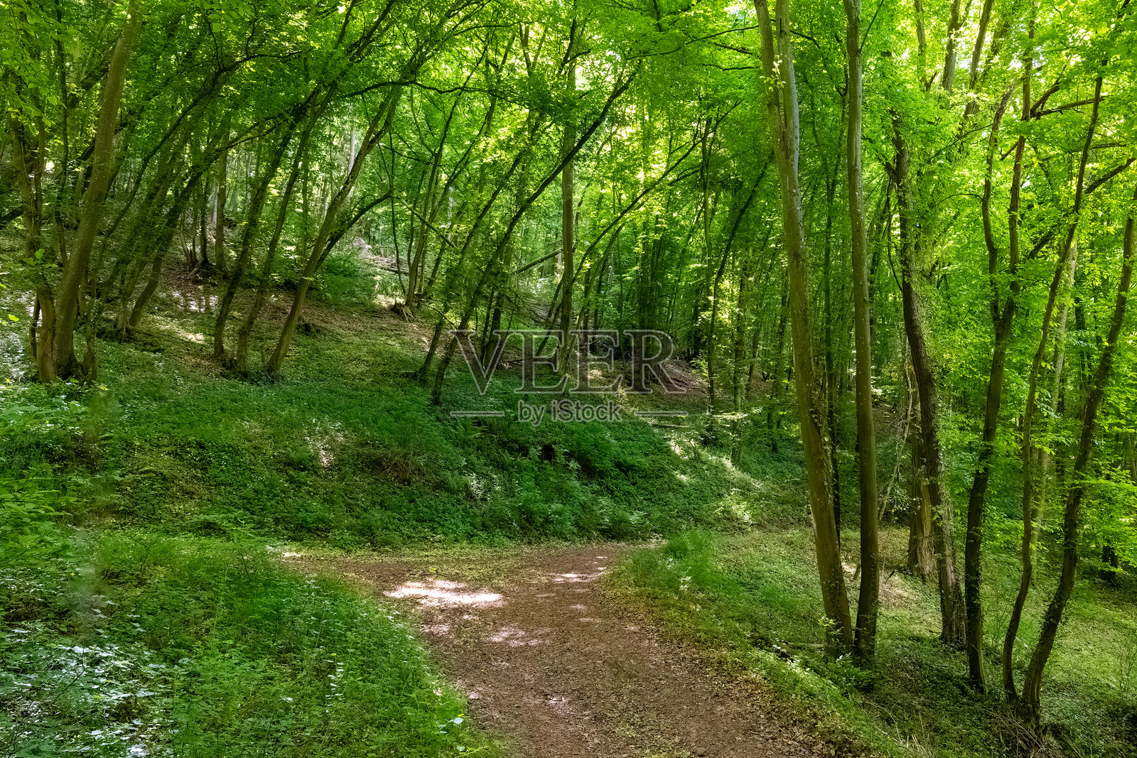 春天生机勃勃的森林中，自然的宁静避风港，蜿蜒的小径引人探索。照片摄影图片
