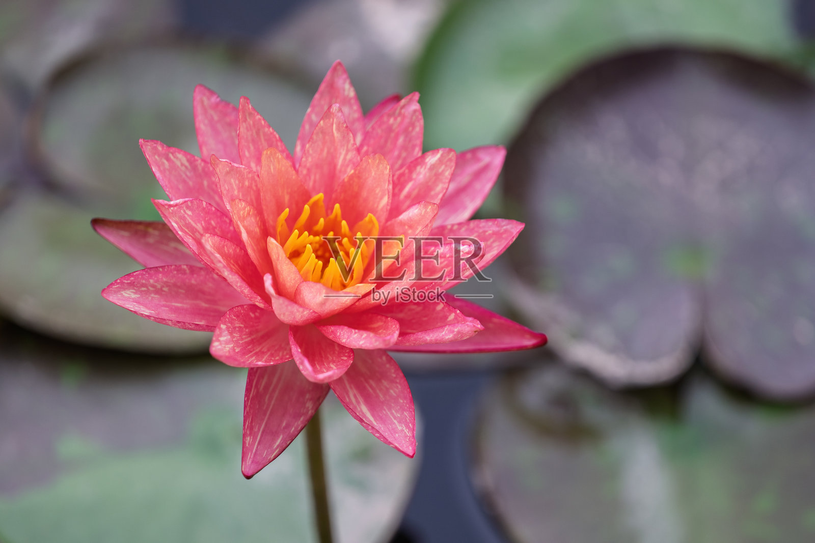 盛开的粉色莲花照片摄影图片