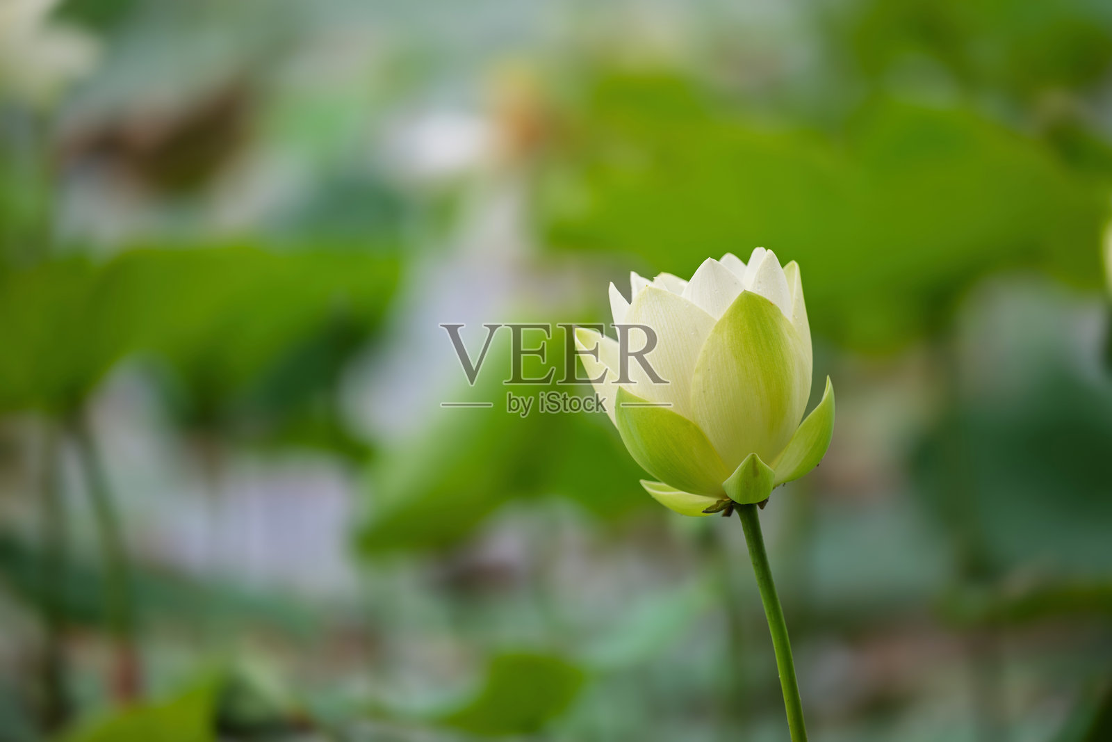 池塘中的莲花照片摄影图片